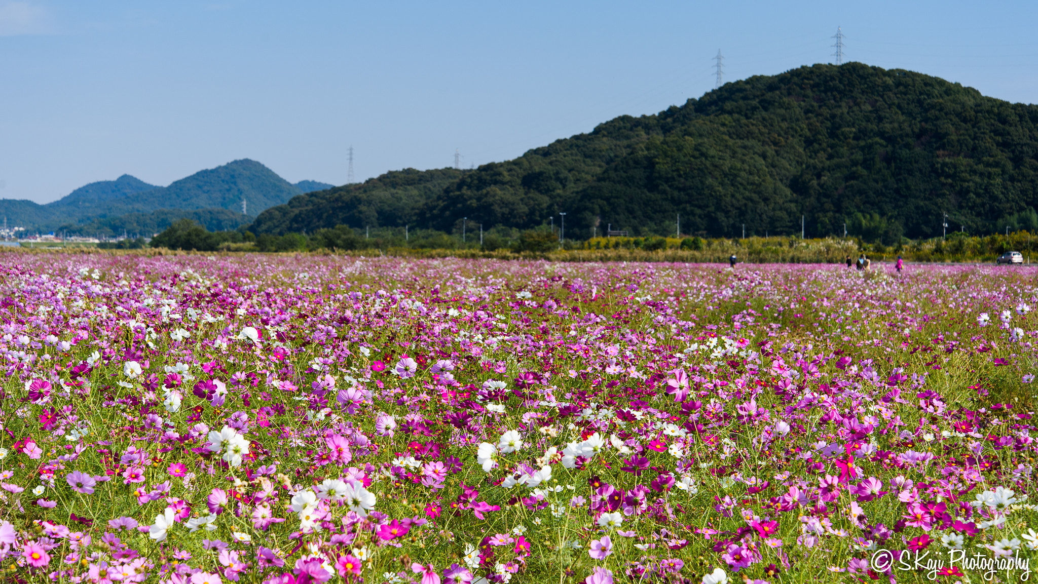 Nikon Df sample photo. Cosmos garden photography