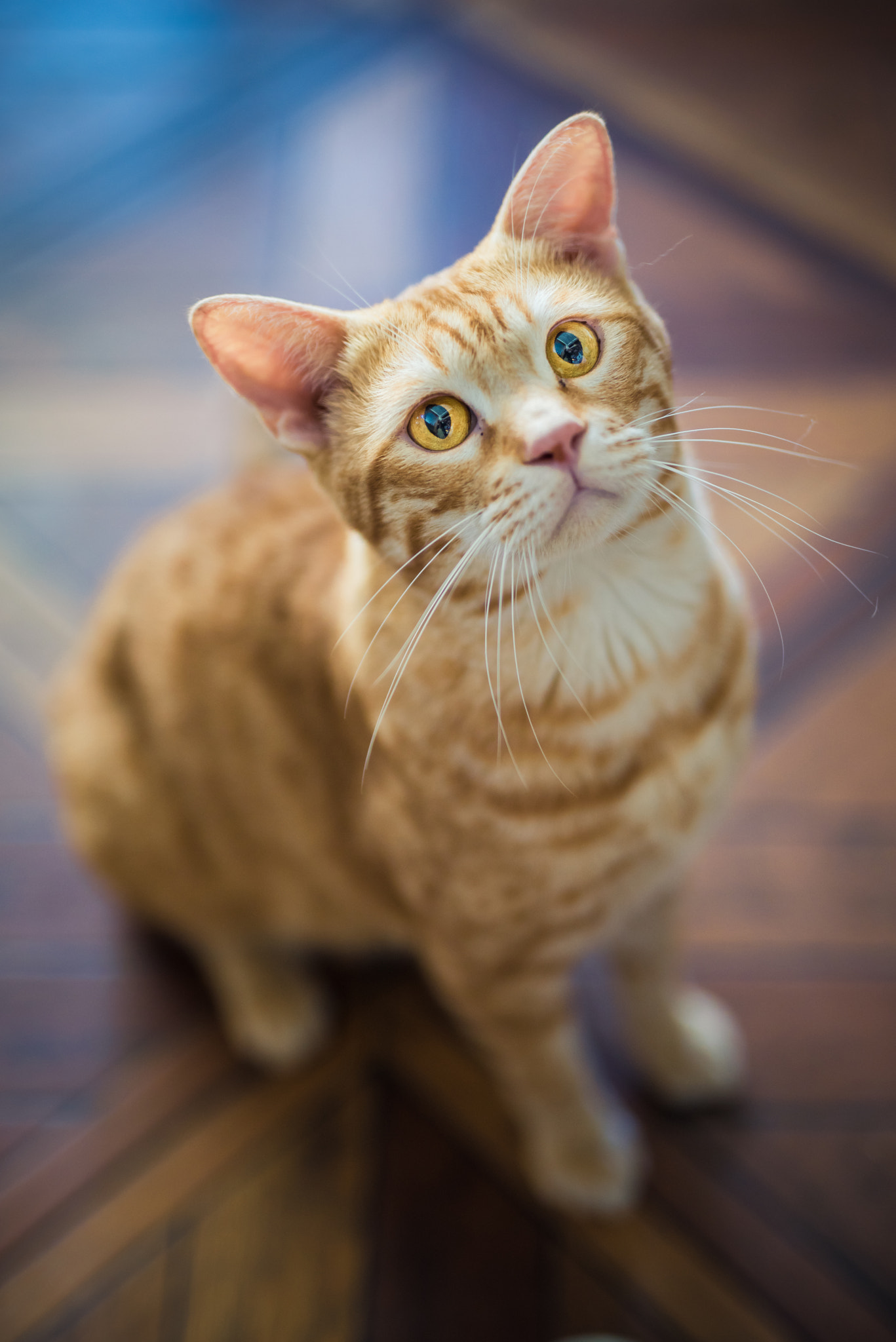 Sony a7R + Sigma 50mm F1.4 EX DG HSM sample photo. Cat photography