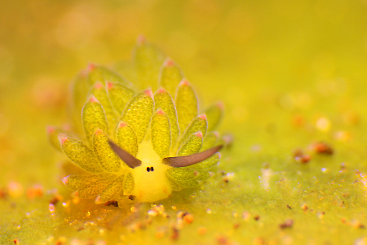 Canon EF 100mm F2.8L Macro IS USM sample photo. Sheep nudi photography