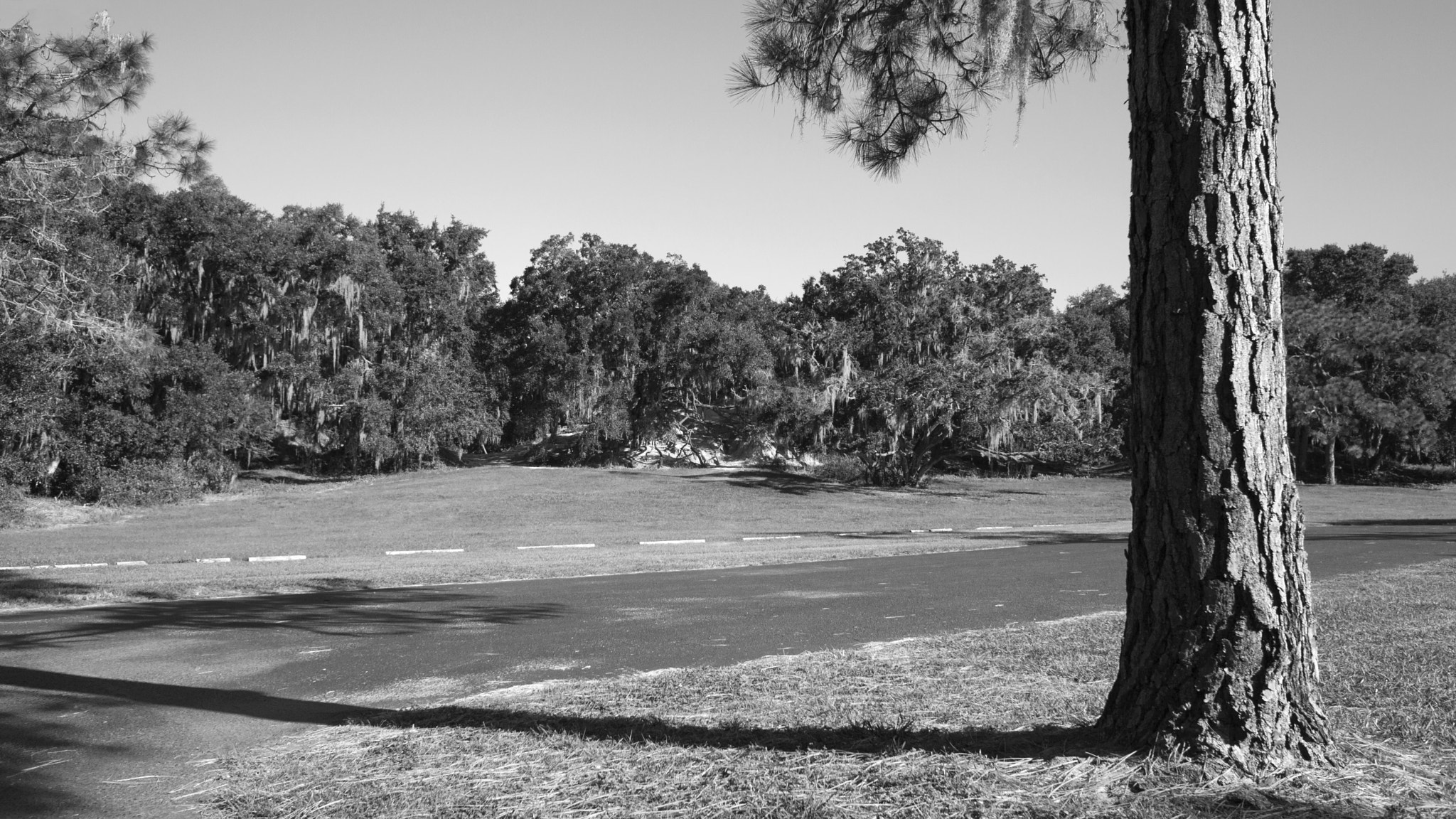 Canon EF 28mm F1.8 USM sample photo. Treeline photography