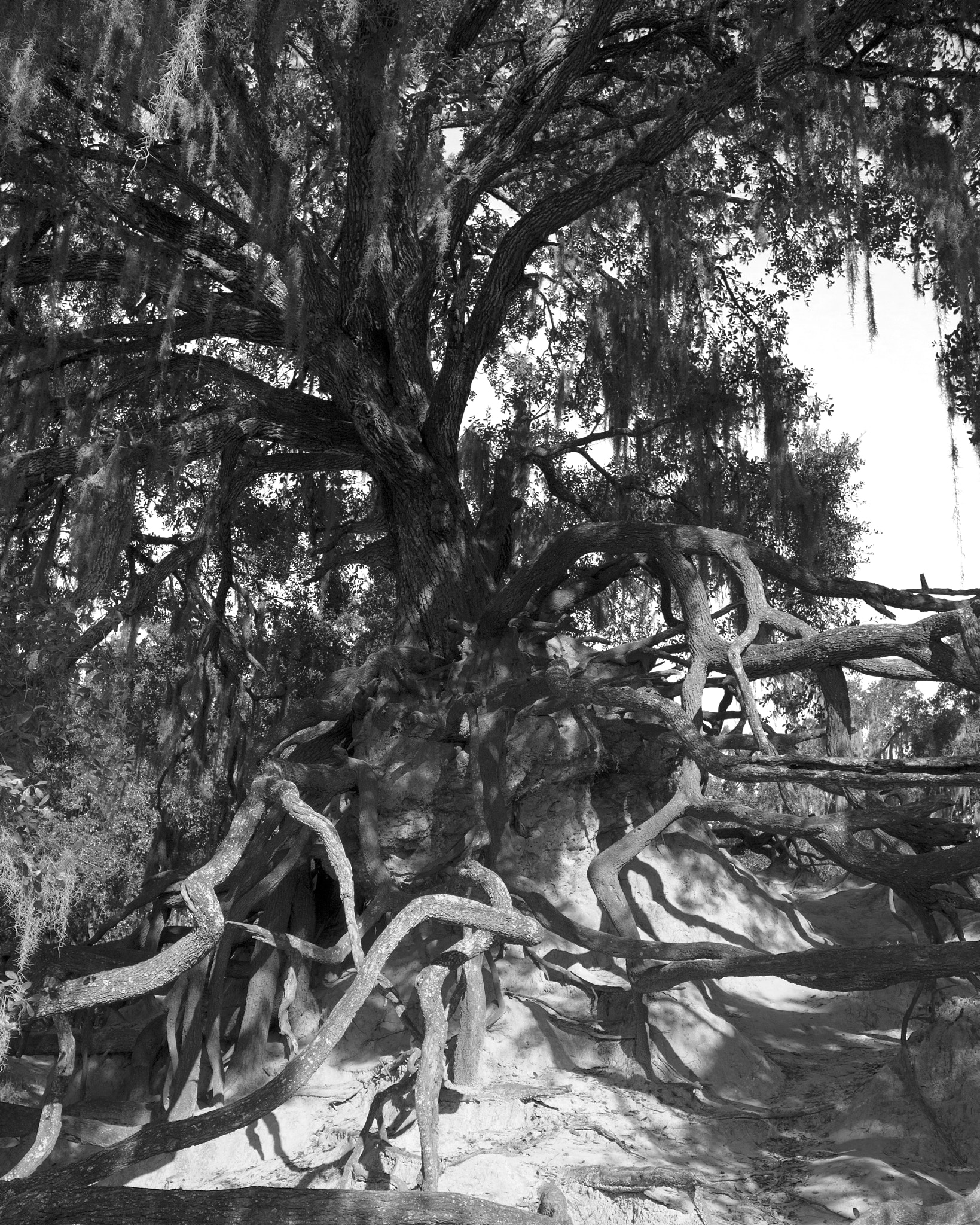 Canon EF 28mm F1.8 USM sample photo. Roots photography