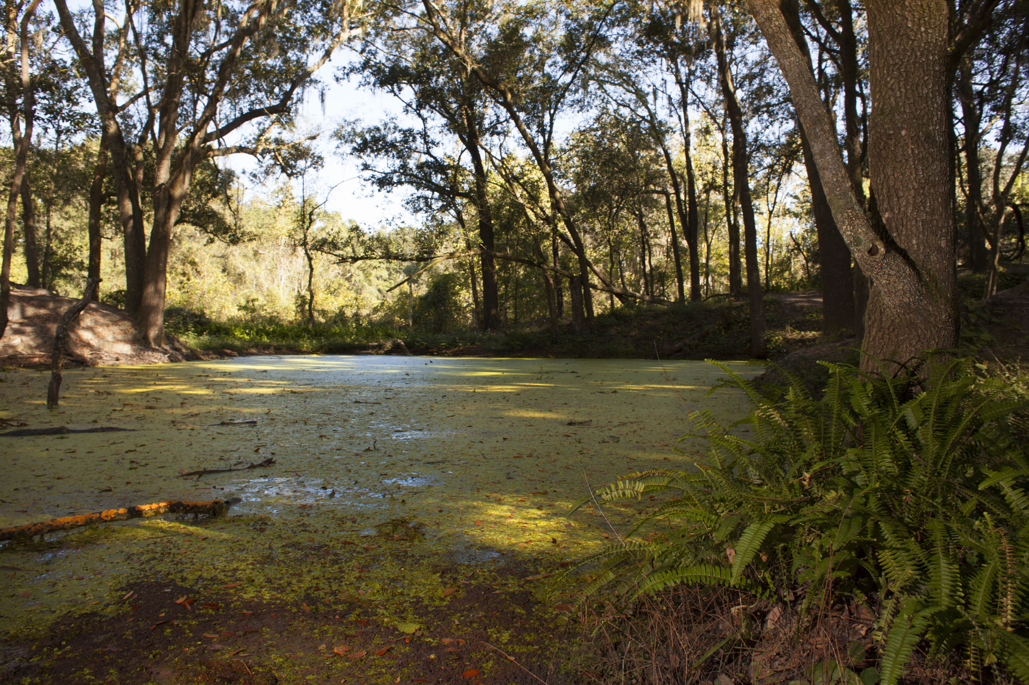 Canon EF 28mm F1.8 USM sample photo. Muck pond photography