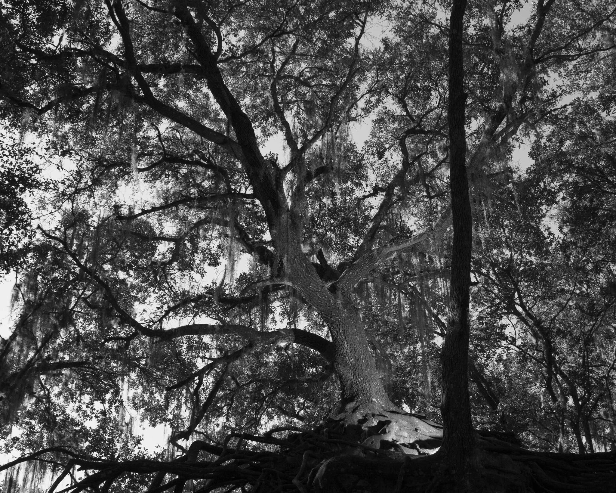 Canon EF 28mm F1.8 USM sample photo. Oak photography