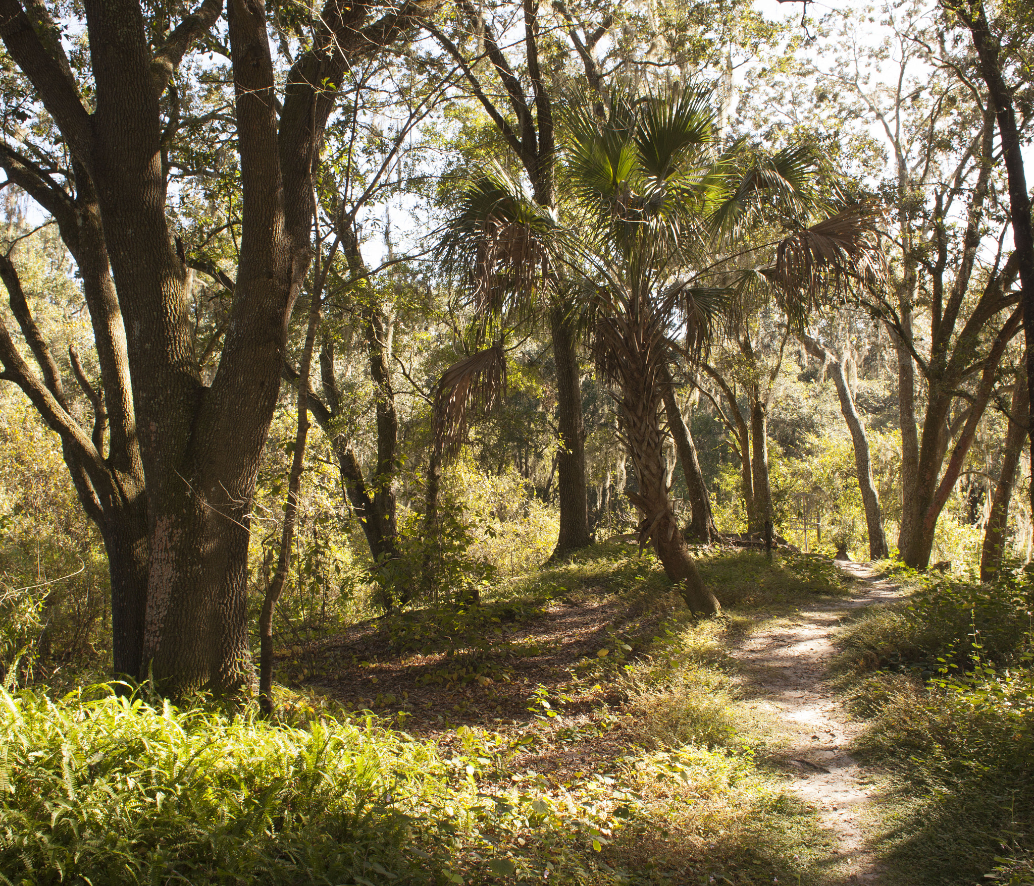 Canon EF 28mm F1.8 USM sample photo. Palm trail photography