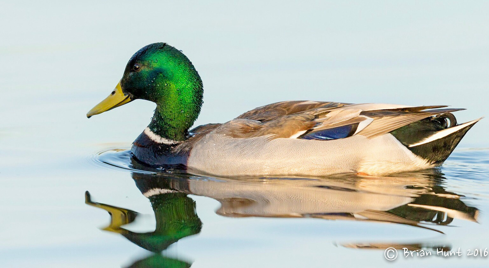 Canon EF 500mm F4L IS II USM sample photo. "mirror mirror" photography