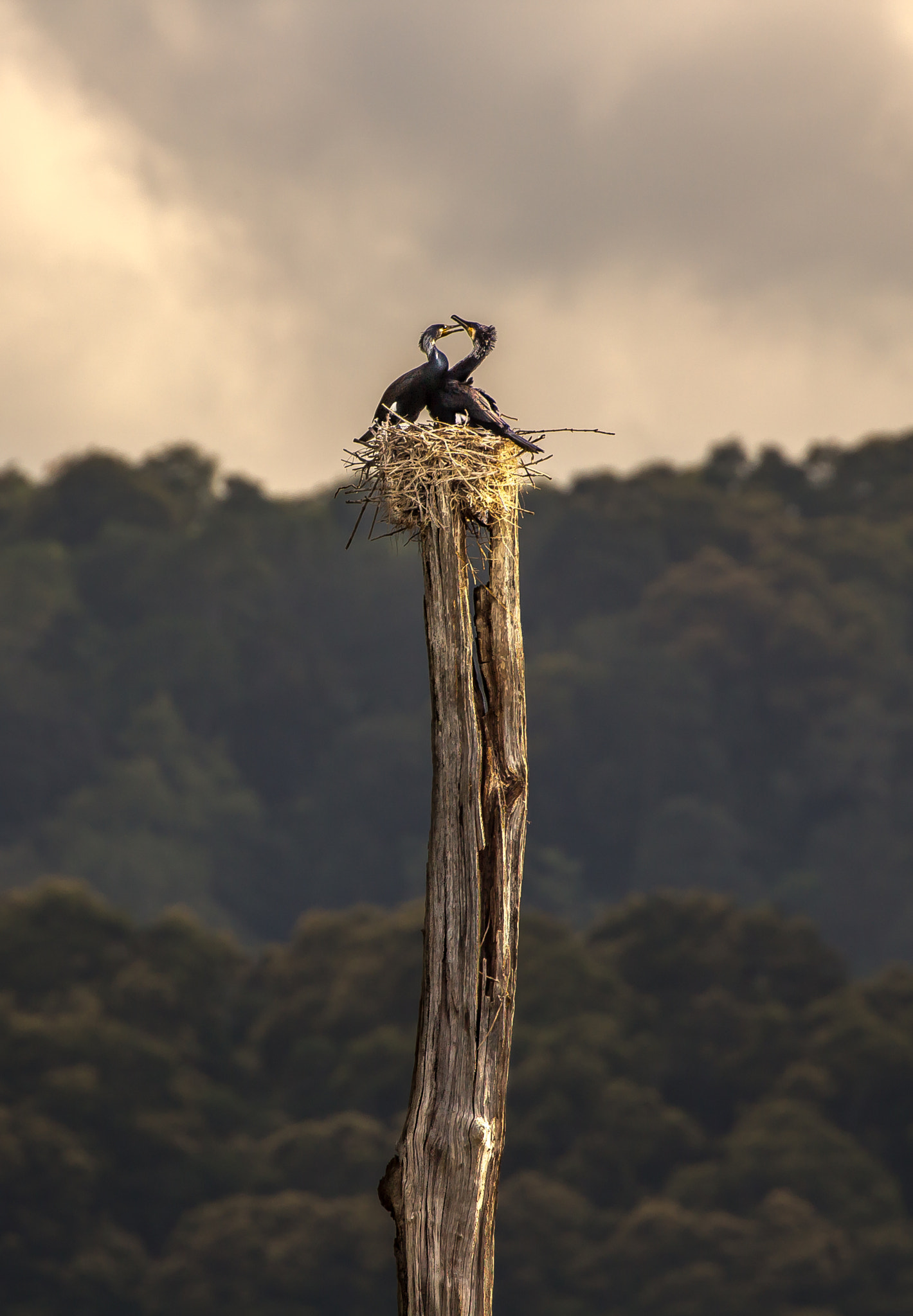 Canon EOS 700D (EOS Rebel T5i / EOS Kiss X7i) sample photo. Life atop a dead tree photography