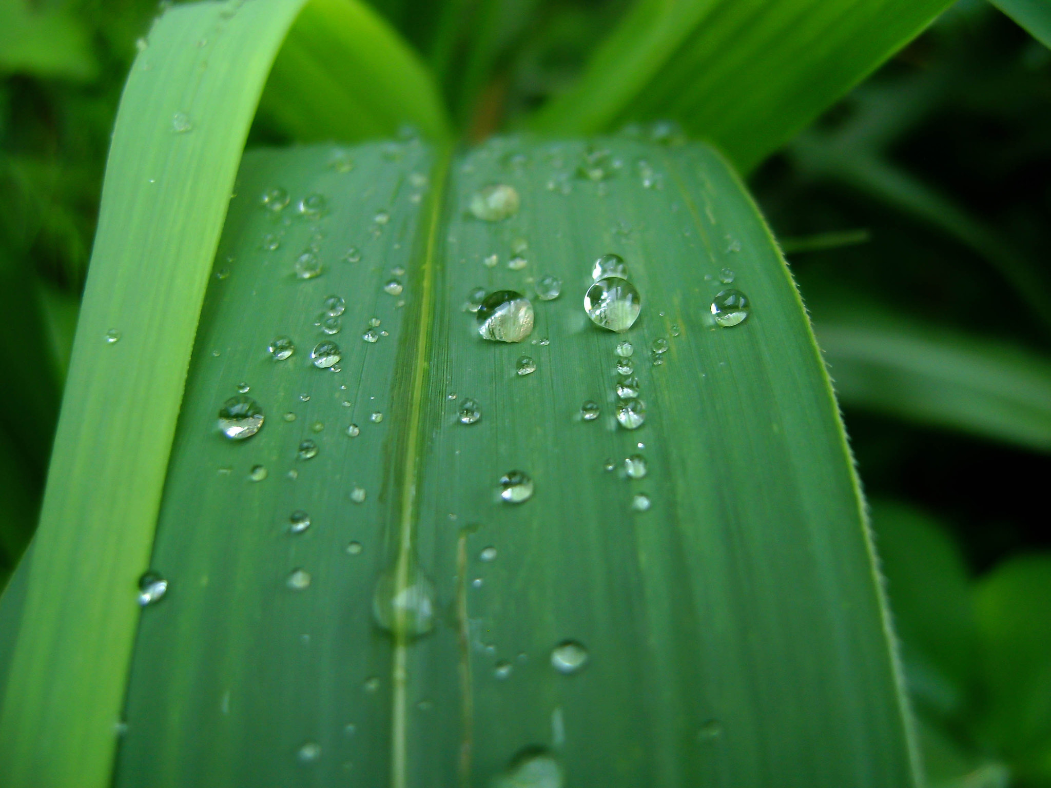 Sony DSC-S730 sample photo. Dew drops photography