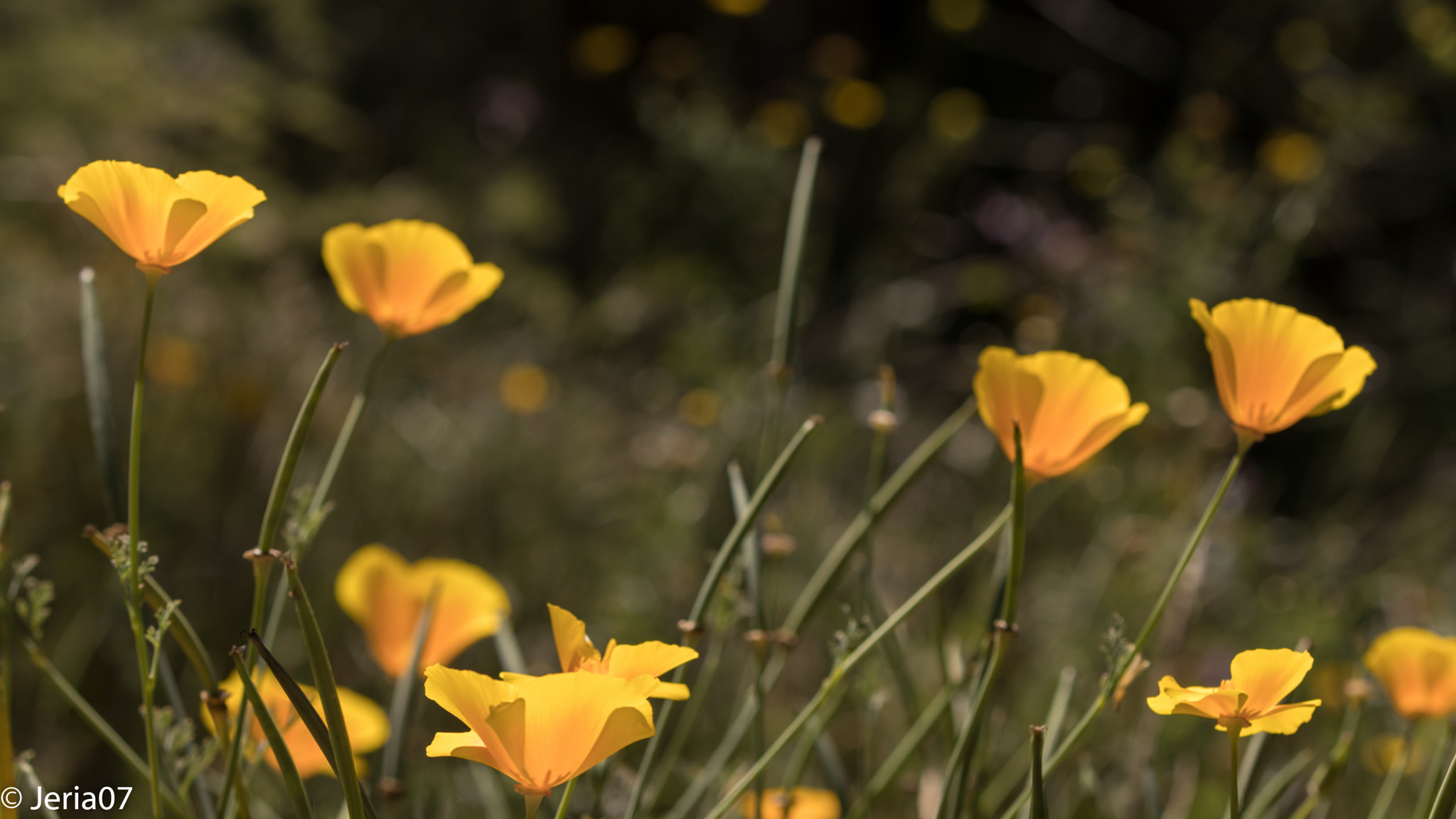 Canon EOS 80D sample photo. Orange flowers photography