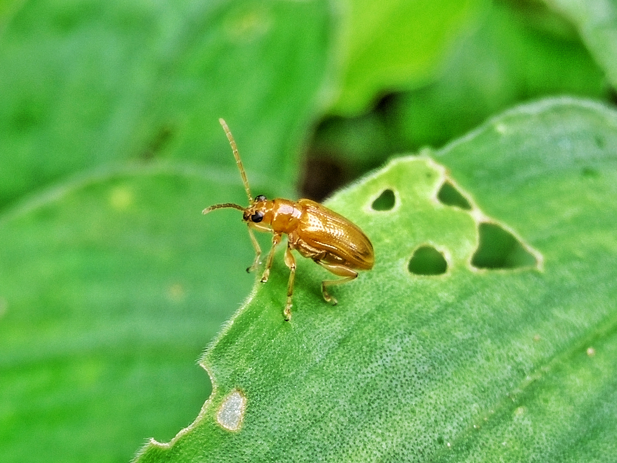 OPPO Find7 sample photo. B.u.g photography