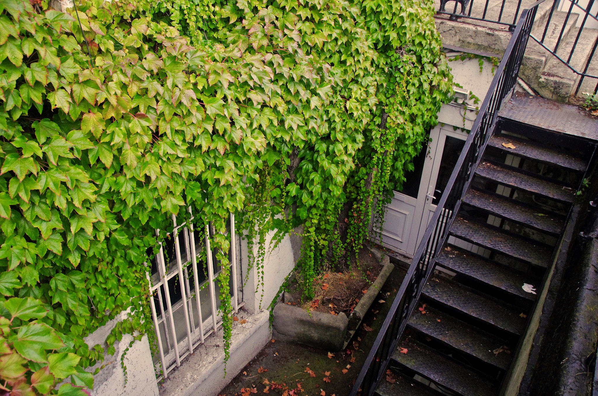 Sigma 18-250mm F3.5-6.3 DC Macro OS HSM sample photo. Ivy walls photography