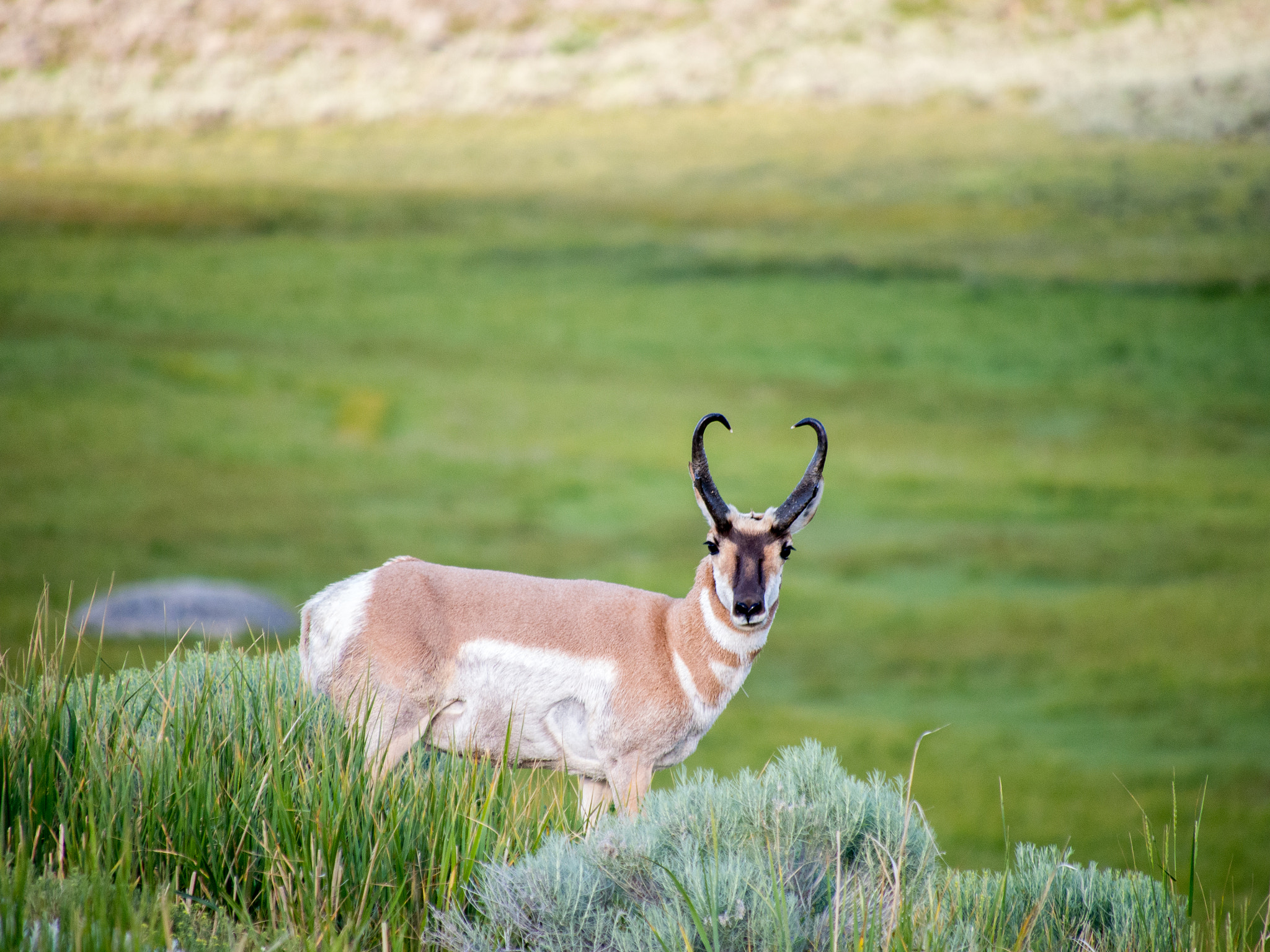 Olympus OM-D E-M5 sample photo. Pronghorn photography