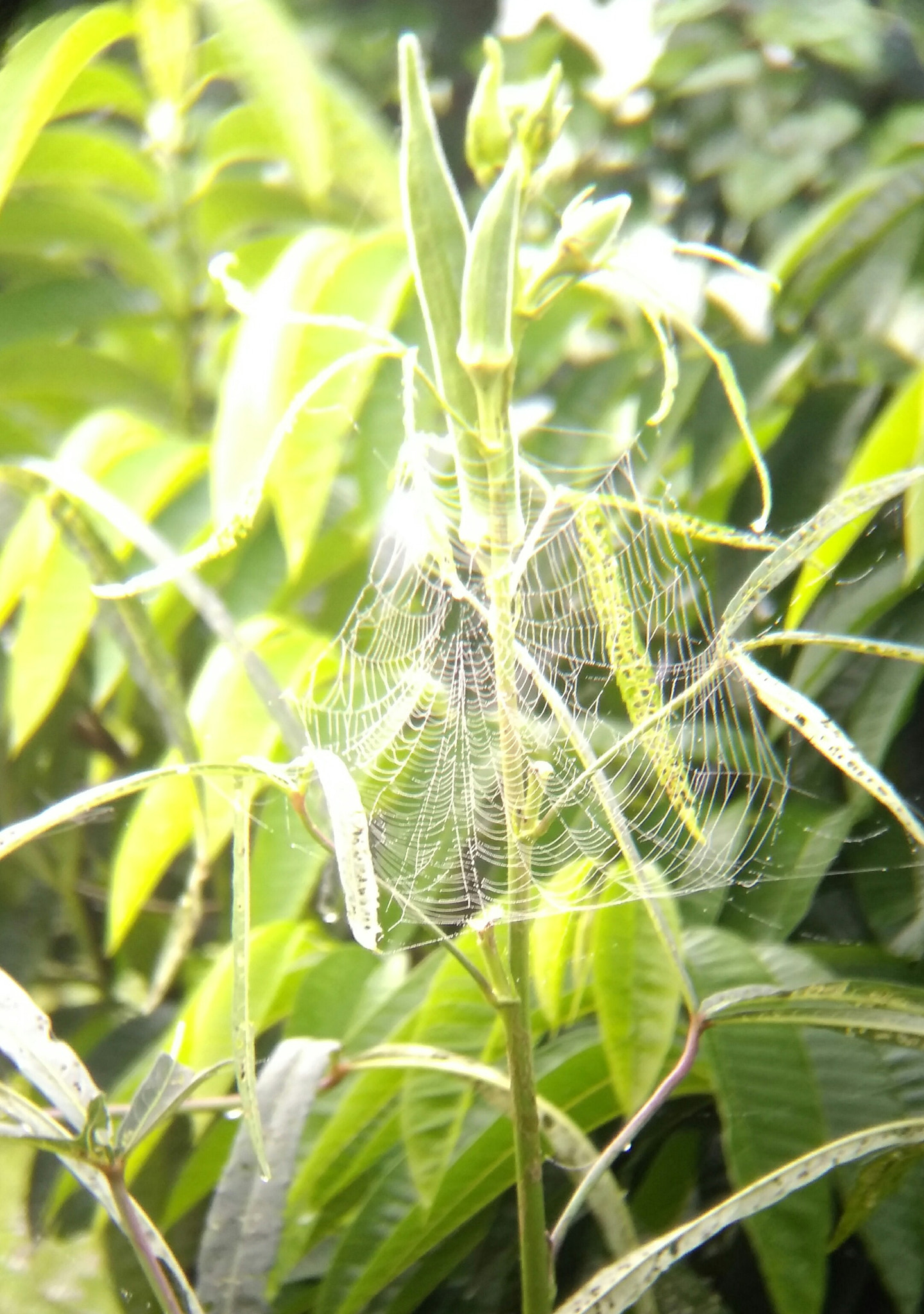 LeMobile Le X526 sample photo