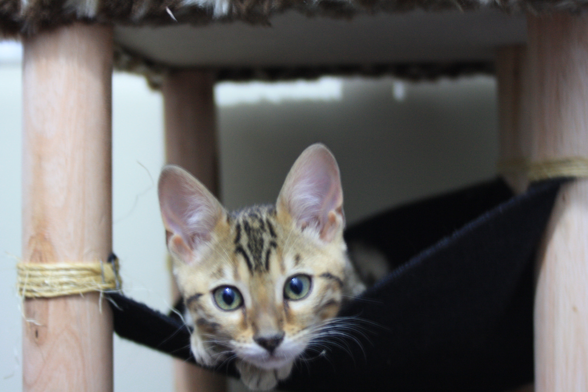 Canon EF 35-80mm f/4-5.6 sample photo. Gretel photography
