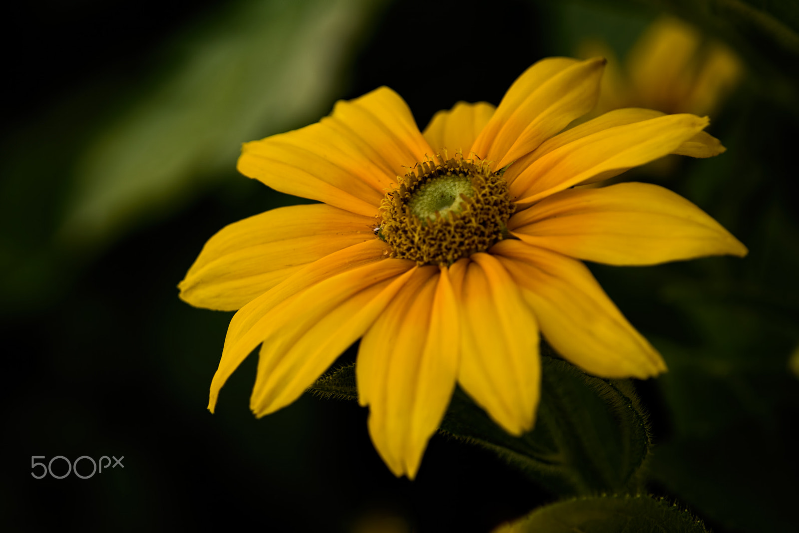 Nikon D810 + Nikon AF-S Nikkor 300mm F4D ED-IF sample photo. Prairie sun rubeckia 0721 photography