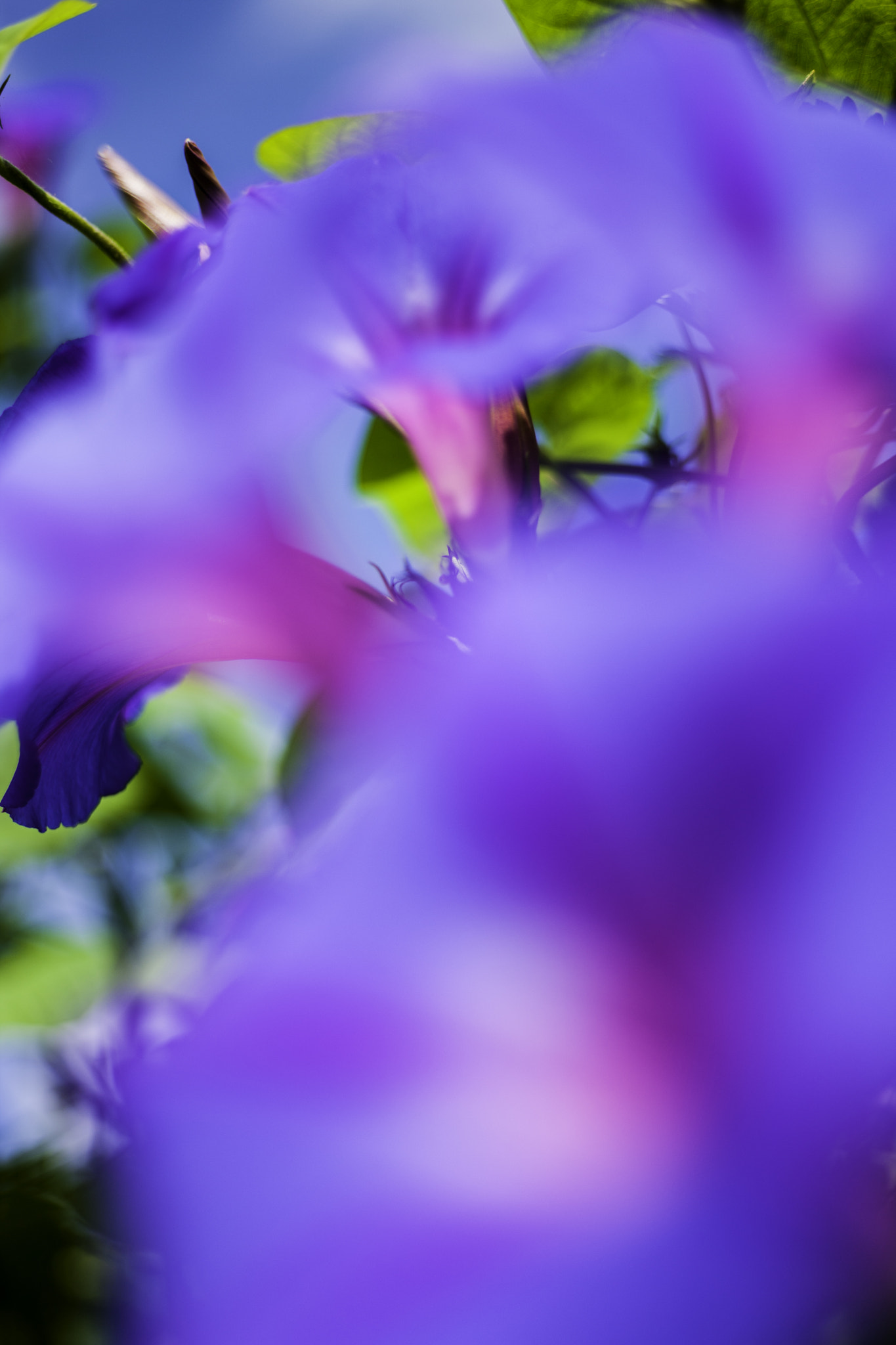 Canon EOS-1Ds Mark III + Canon EF 35-80mm f/4-5.6 sample photo. Morning glory japan photography