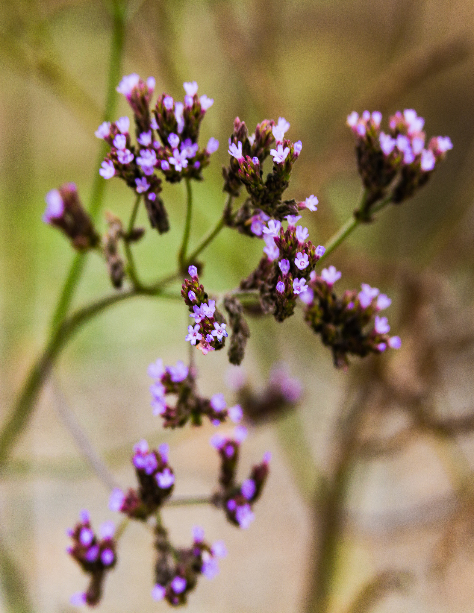 Canon EF 28-135mm F3.5-5.6 IS USM sample photo. Fall flowers photography
