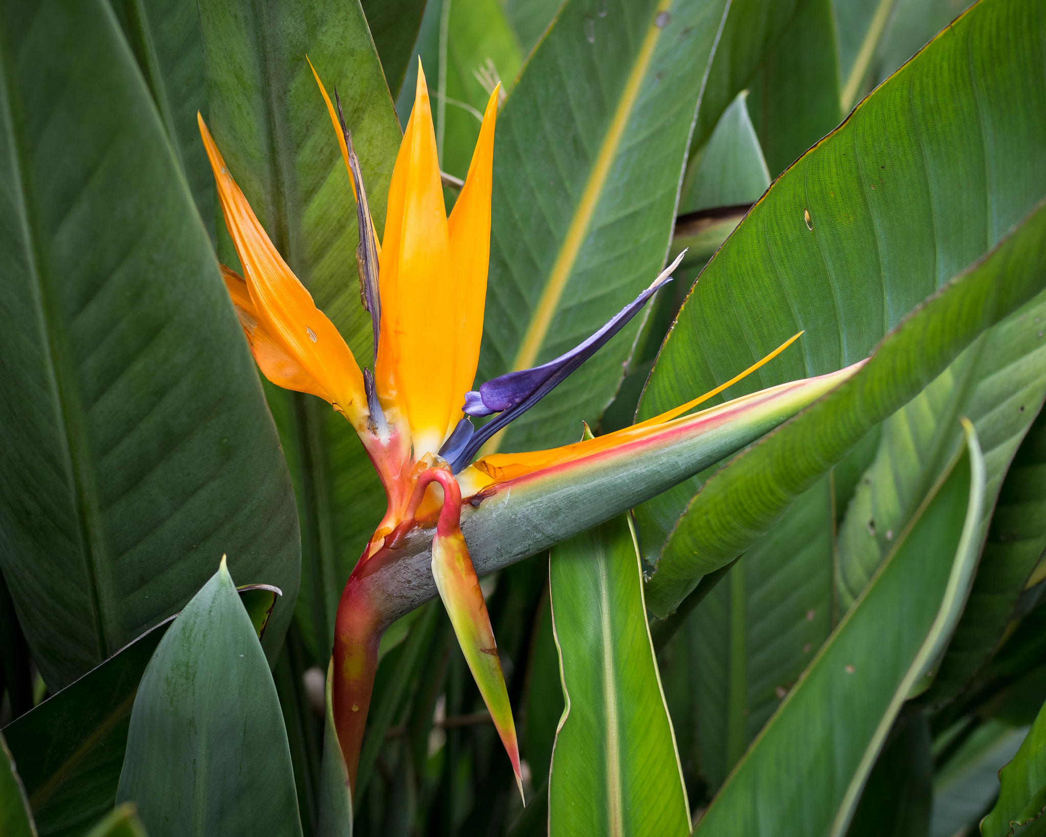 Olympus OM-D E-M1 + Olympus M.Zuiko Digital 25mm F1.8 sample photo. Ave del paraiso (strelitzia reginae) photography