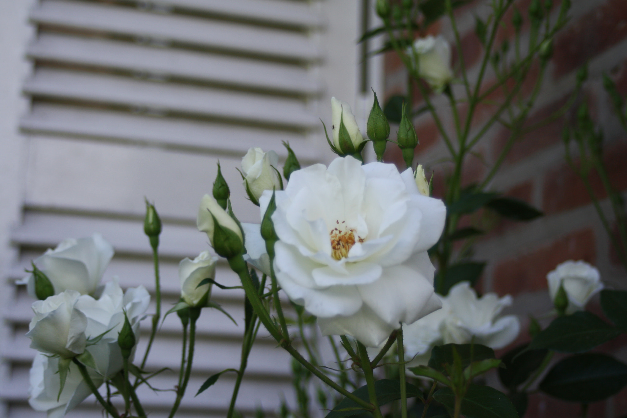 Canon EF 35-80mm f/4-5.6 sample photo. White rose photography