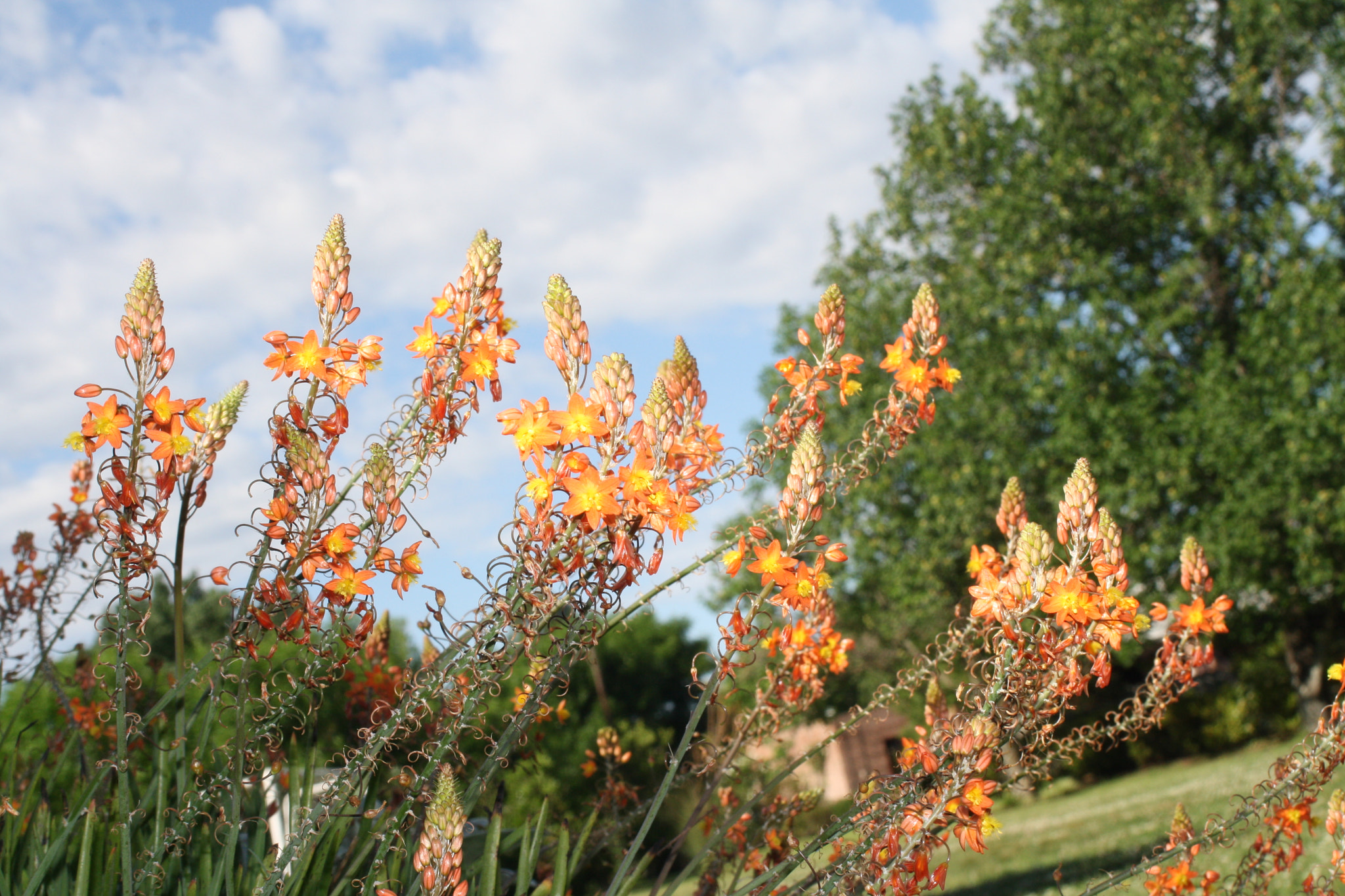 Canon EF 35-80mm f/4-5.6 sample photo. Orange touching the sky photography