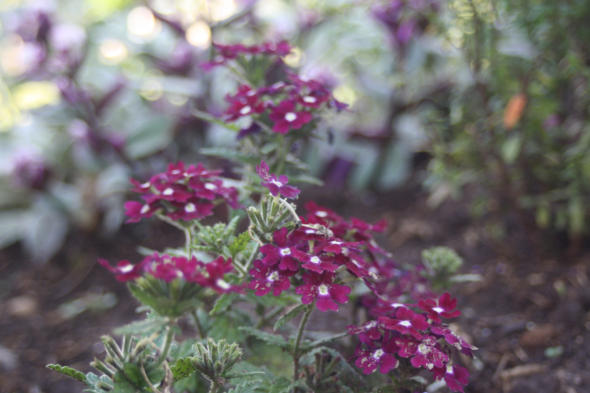 Canon EF 35-80mm f/4-5.6 sample photo. Purple blooming photography