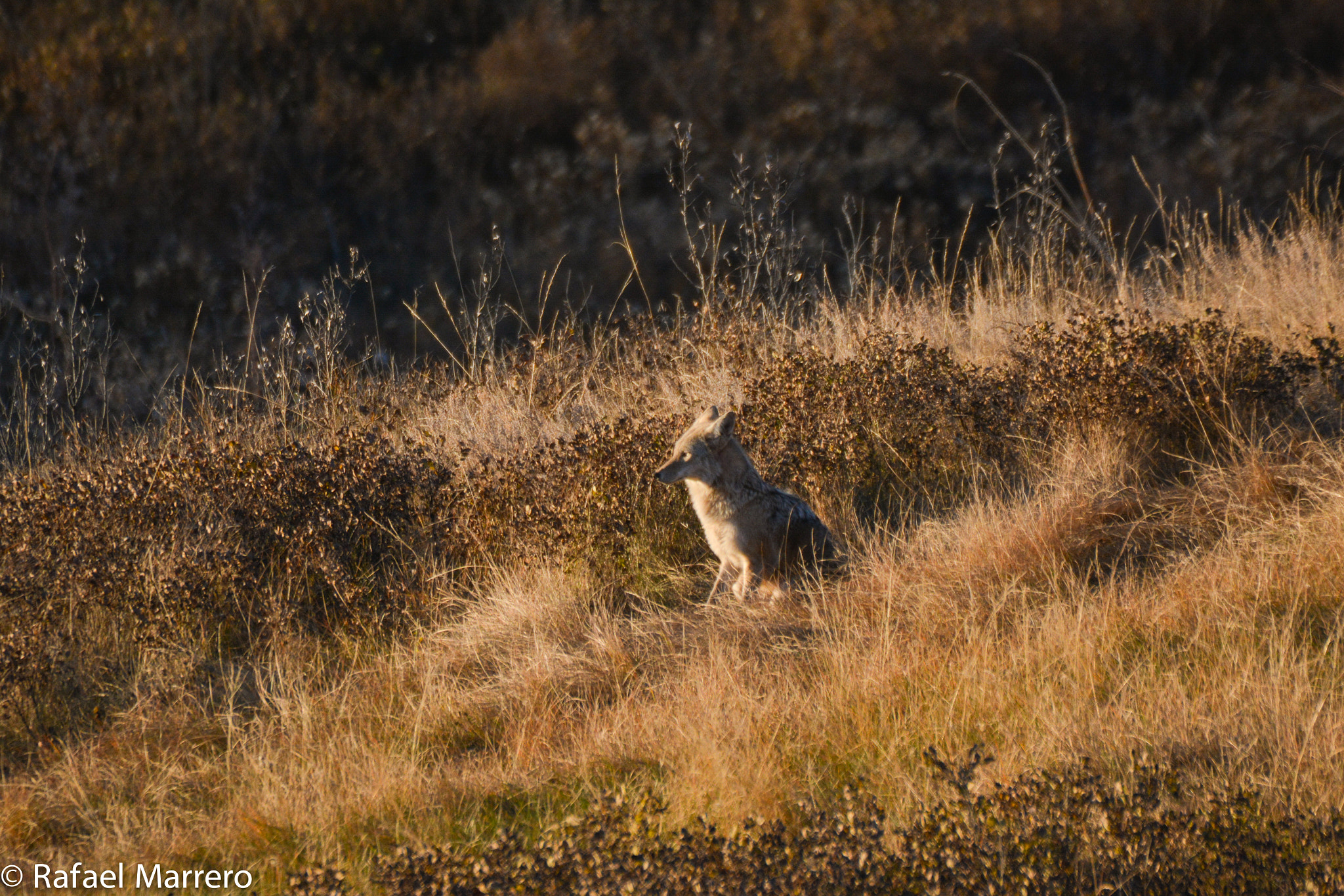 Nikon D7100 + Sigma 50-500mm F4.5-6.3 DG OS HSM sample photo. Resting coyote photography