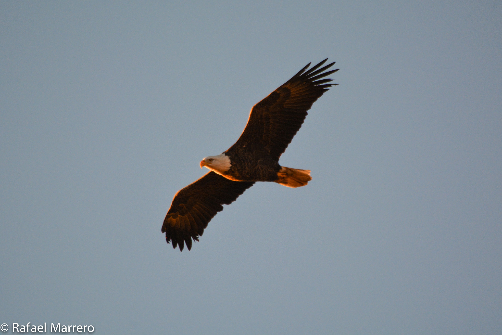 Sigma 50-500mm F4.5-6.3 DG OS HSM sample photo. Late evening bald eagle photography