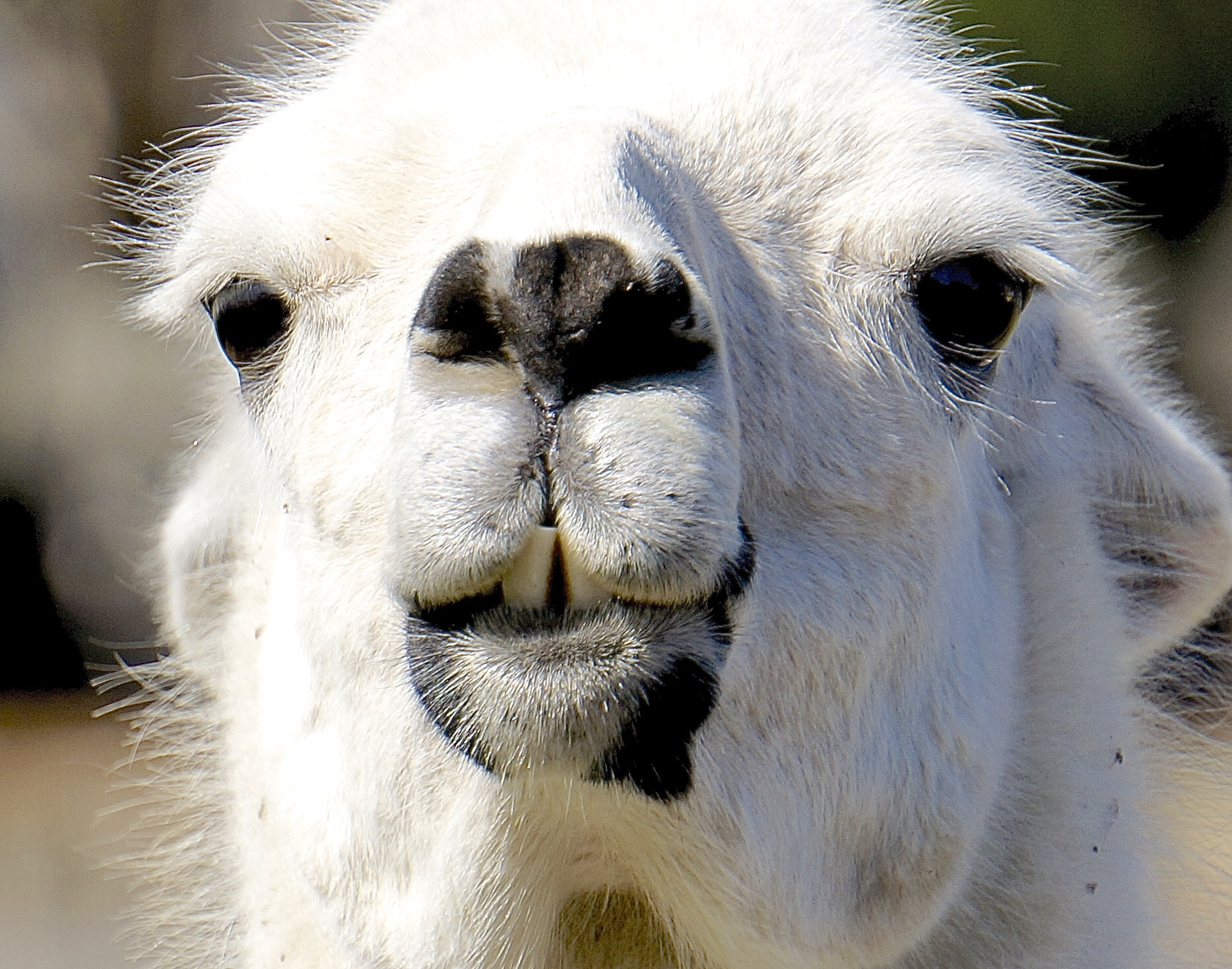 Sony E 55-210mm F4.5-6.3 OSS sample photo. Llama up close photography