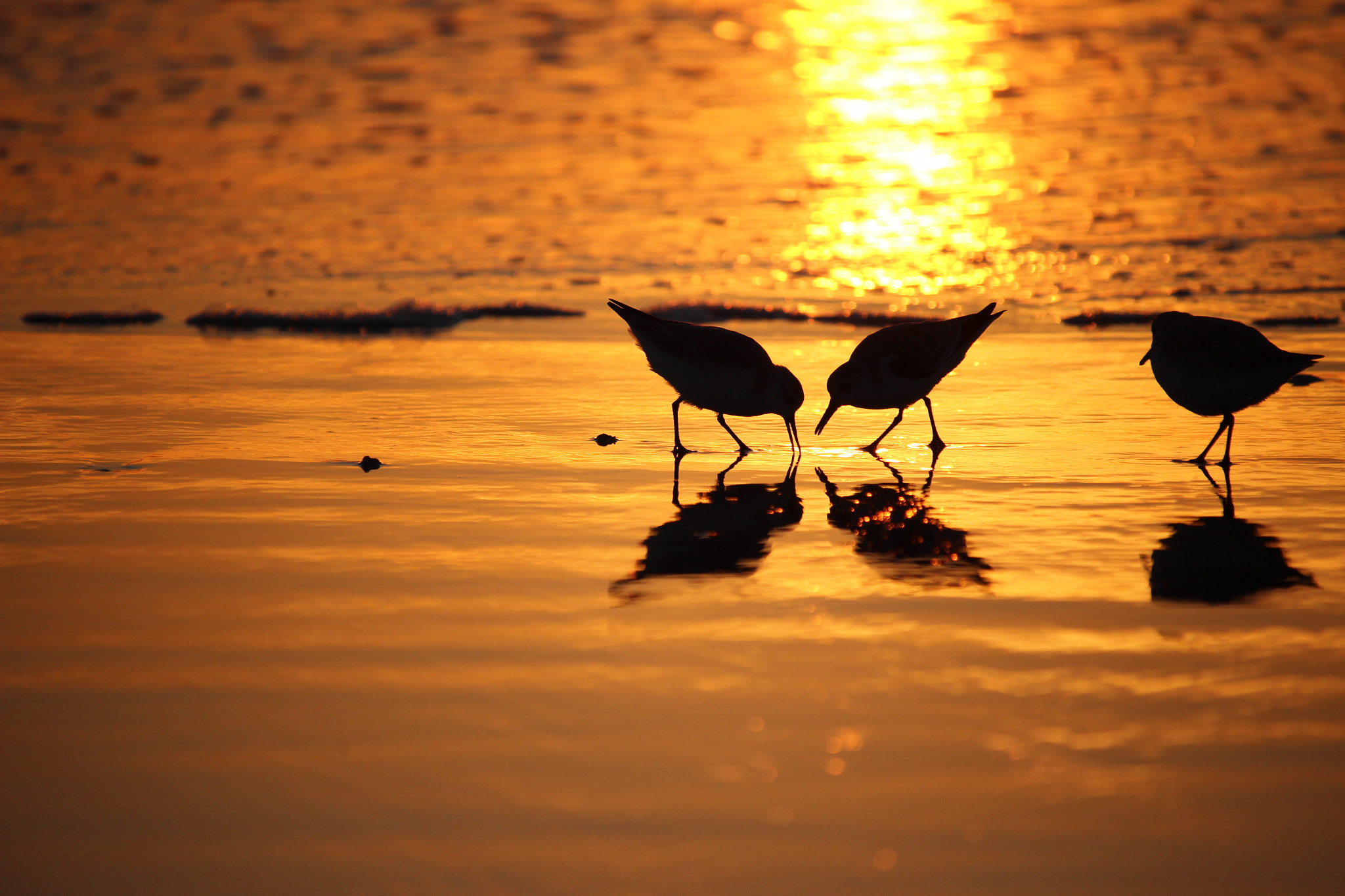 Canon EOS 100D (EOS Rebel SL1 / EOS Kiss X7) sample photo. Sanderlings photography