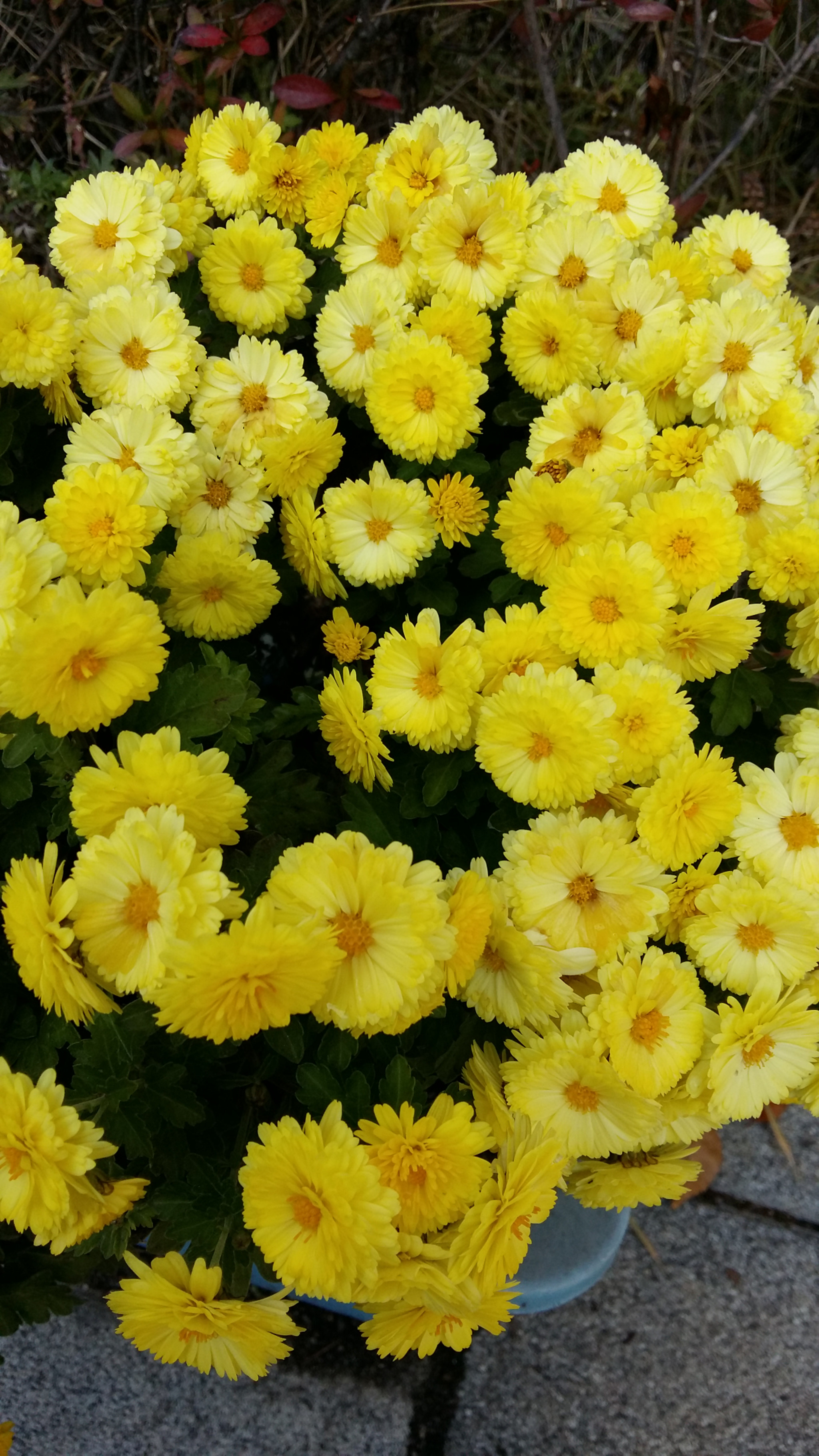 Samsung Galaxy Grand-Max sample photo