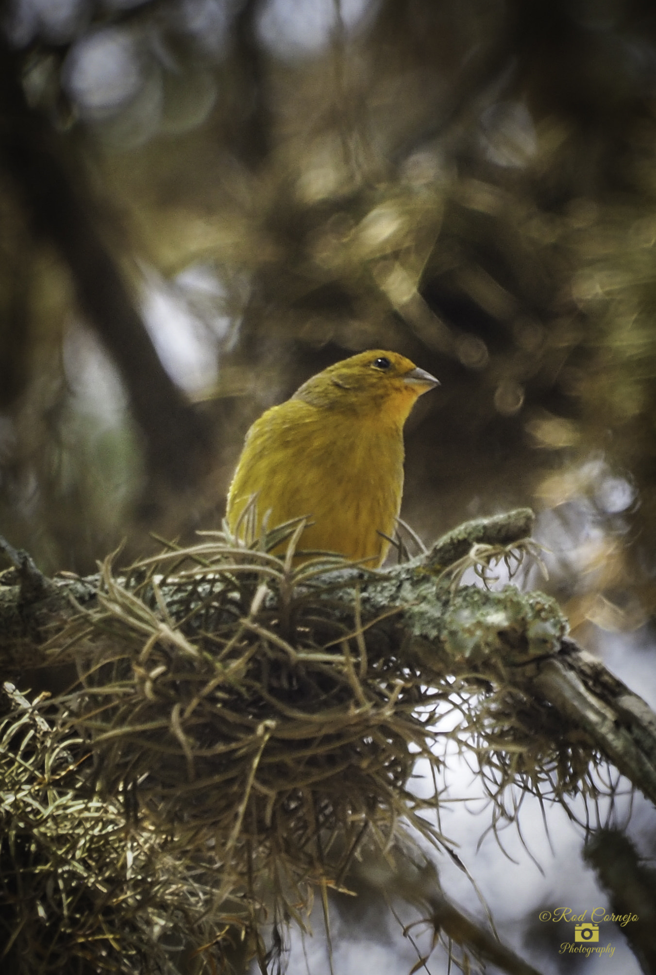 Olympus Zuiko Digital ED 70-300mm F4.0-5.6 sample photo. Canary... photography