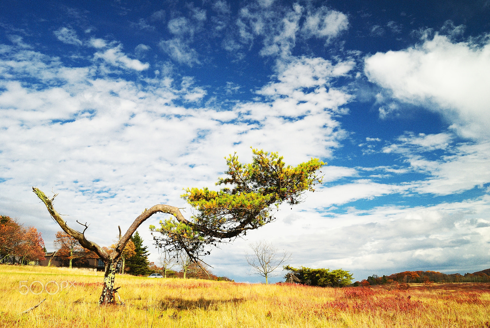 Nikon D80 sample photo. Twisted tree photography