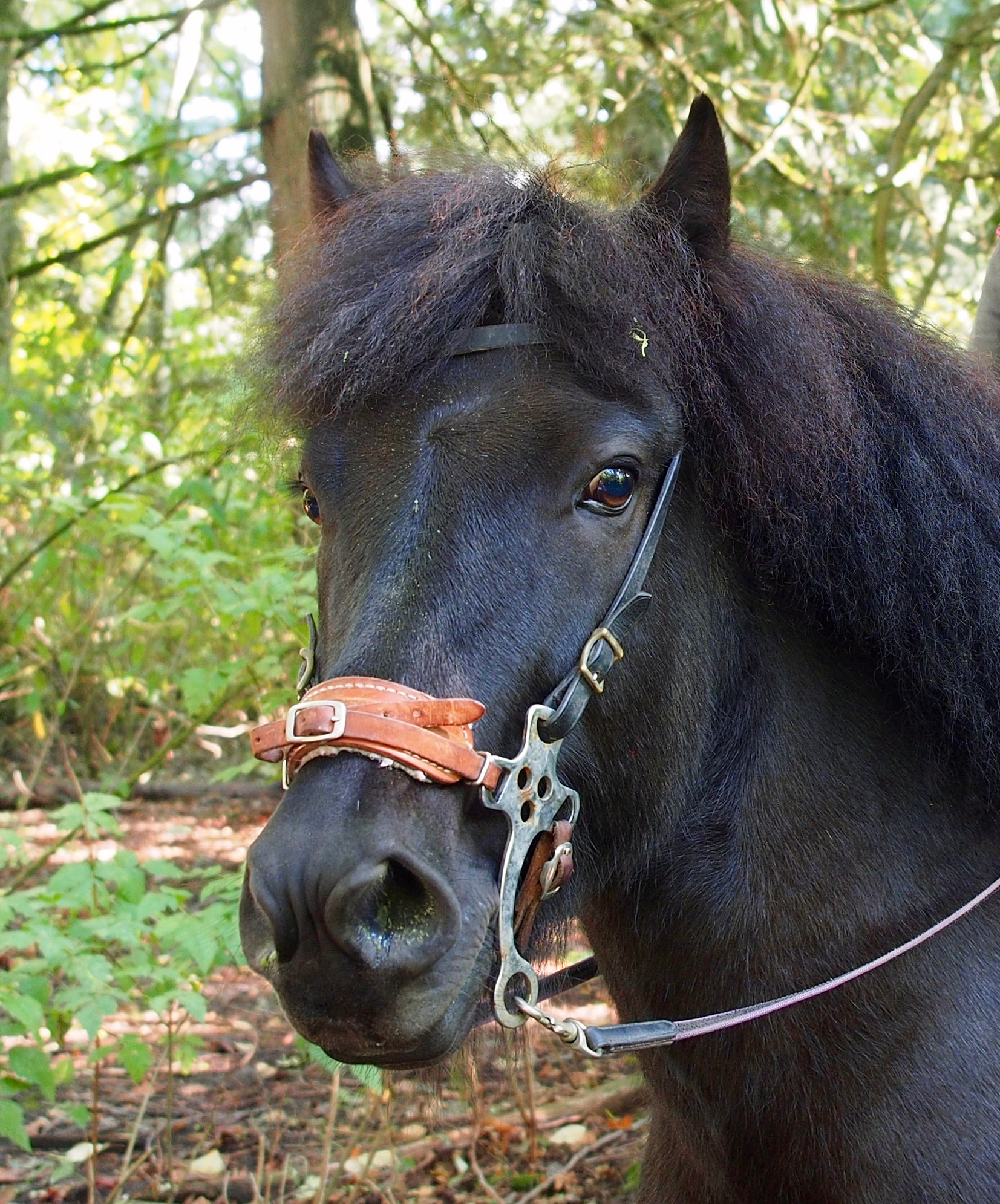 Olympus OM-D E-M5 sample photo. Icelandic horse photography