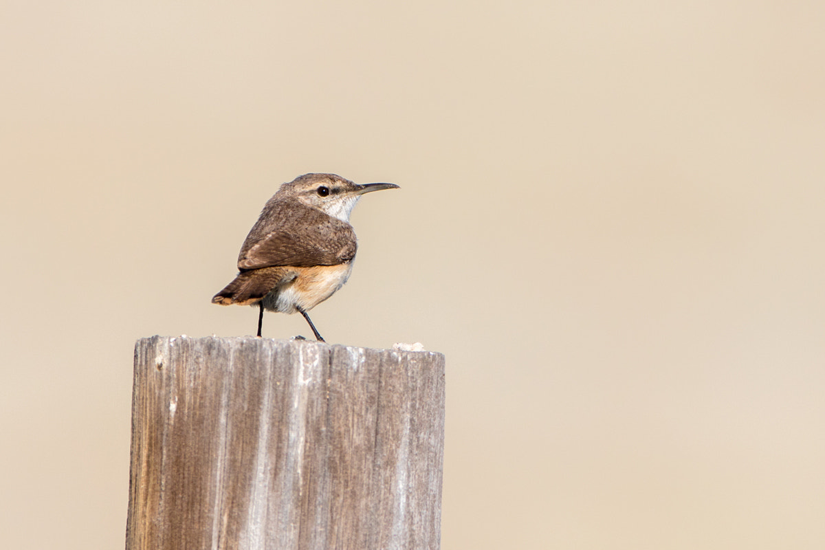 Canon EOS 7D Mark II + Canon EF 200-400mm F4L IS USM Extender 1.4x sample photo. Rock wren photography