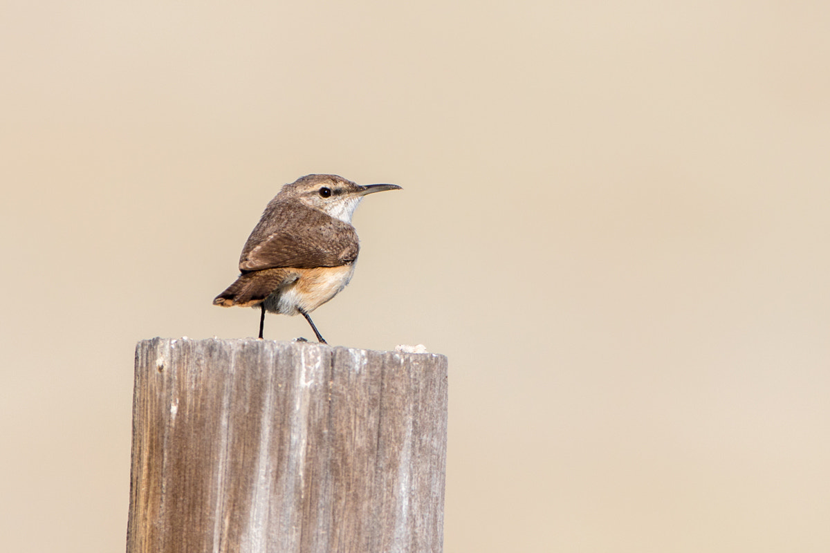 Canon EF 200-400mm F4L IS USM Extender 1.4x sample photo. Rock wren photography