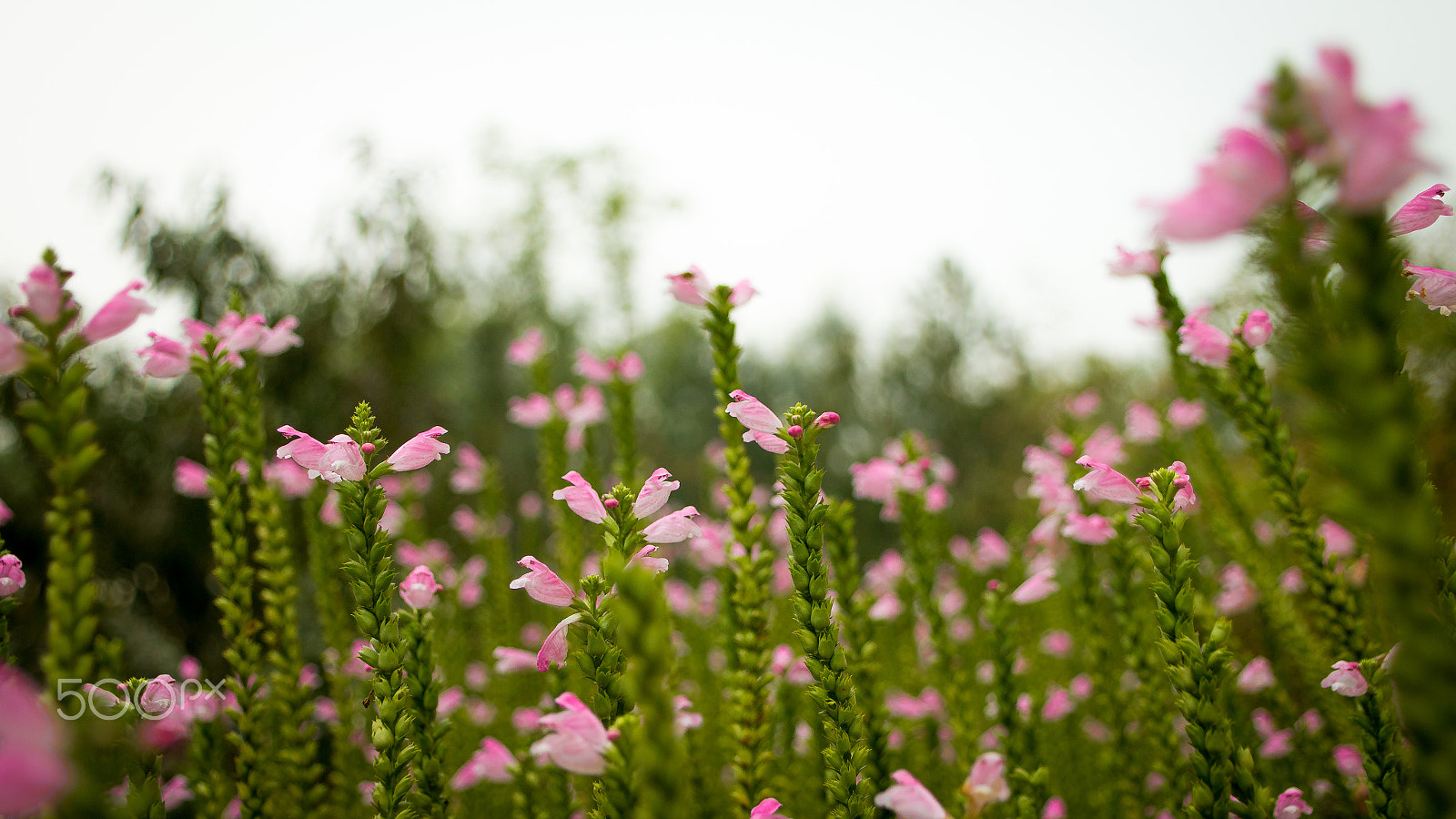 Canon EOS 70D + Canon TS-E 90mm F2.8 Tilt-Shift sample photo. The beauty of my campus. photography
