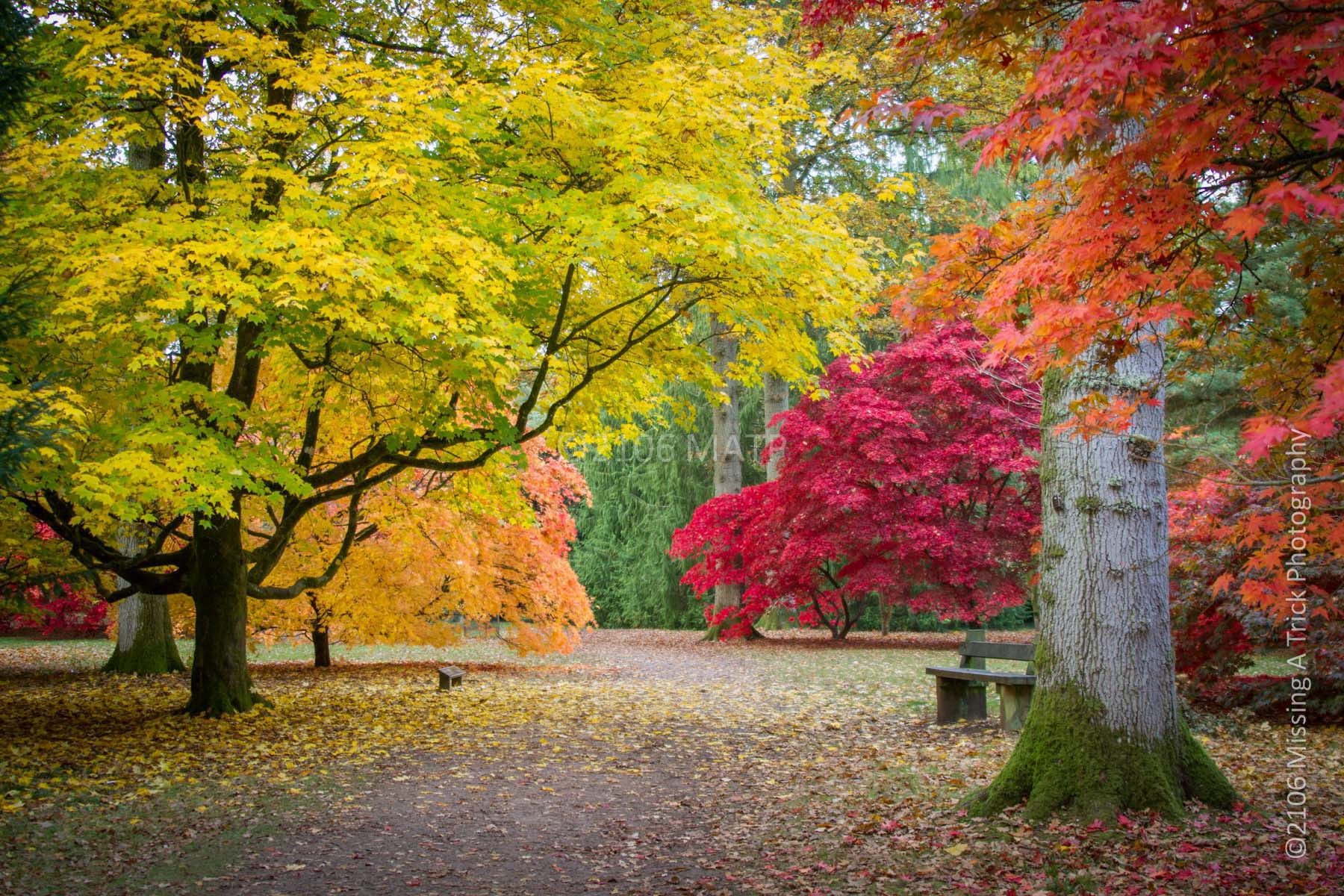 Canon EF 28-300mm F3.5-5.6L IS USM sample photo. Acer glade - westonbirt arboretum, england uk photography