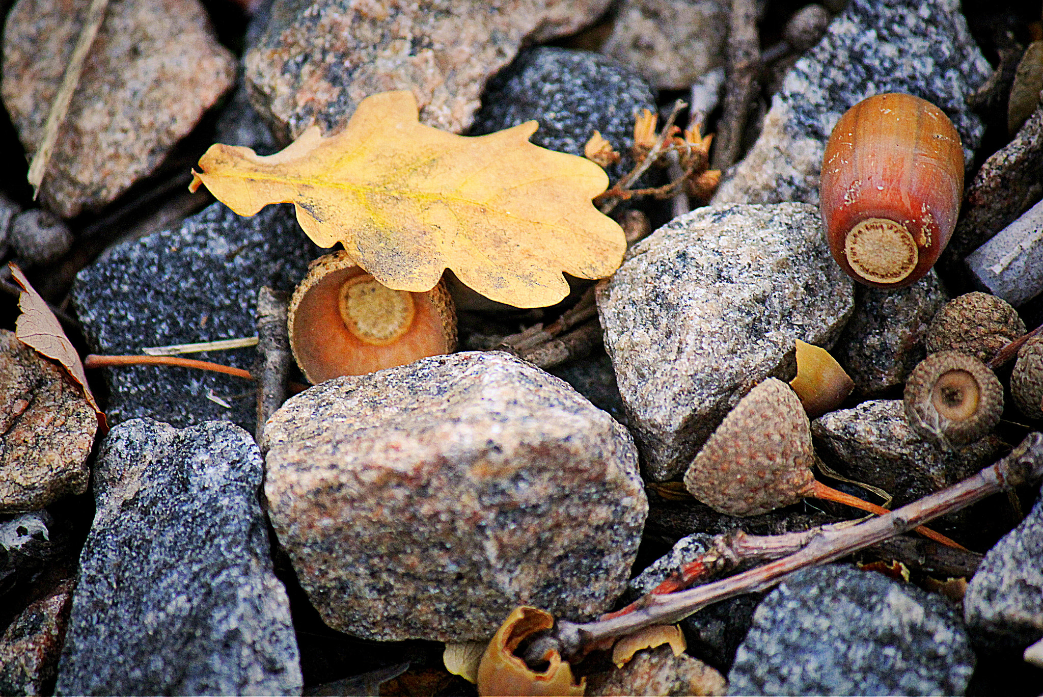 Canon EF-S 55-250mm F4-5.6 IS II sample photo. Fall on the ground photography