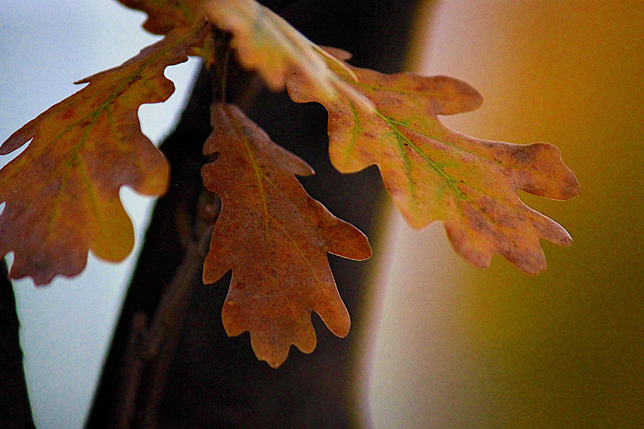 Canon EF-S 55-250mm F4-5.6 IS II sample photo. Leaf photography