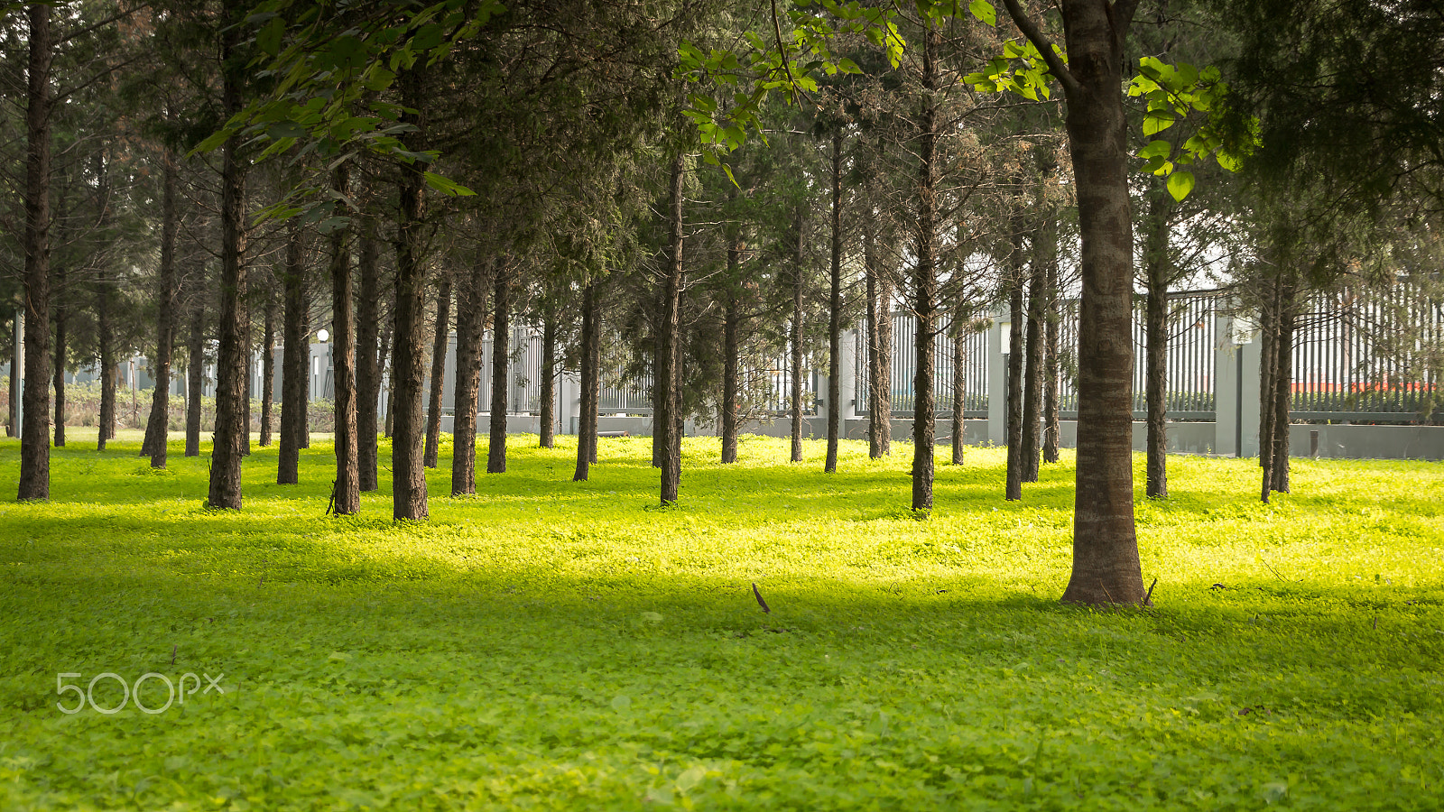 Canon EOS 70D + Canon TS-E 90mm F2.8 Tilt-Shift sample photo. The beauty of my campus. photography