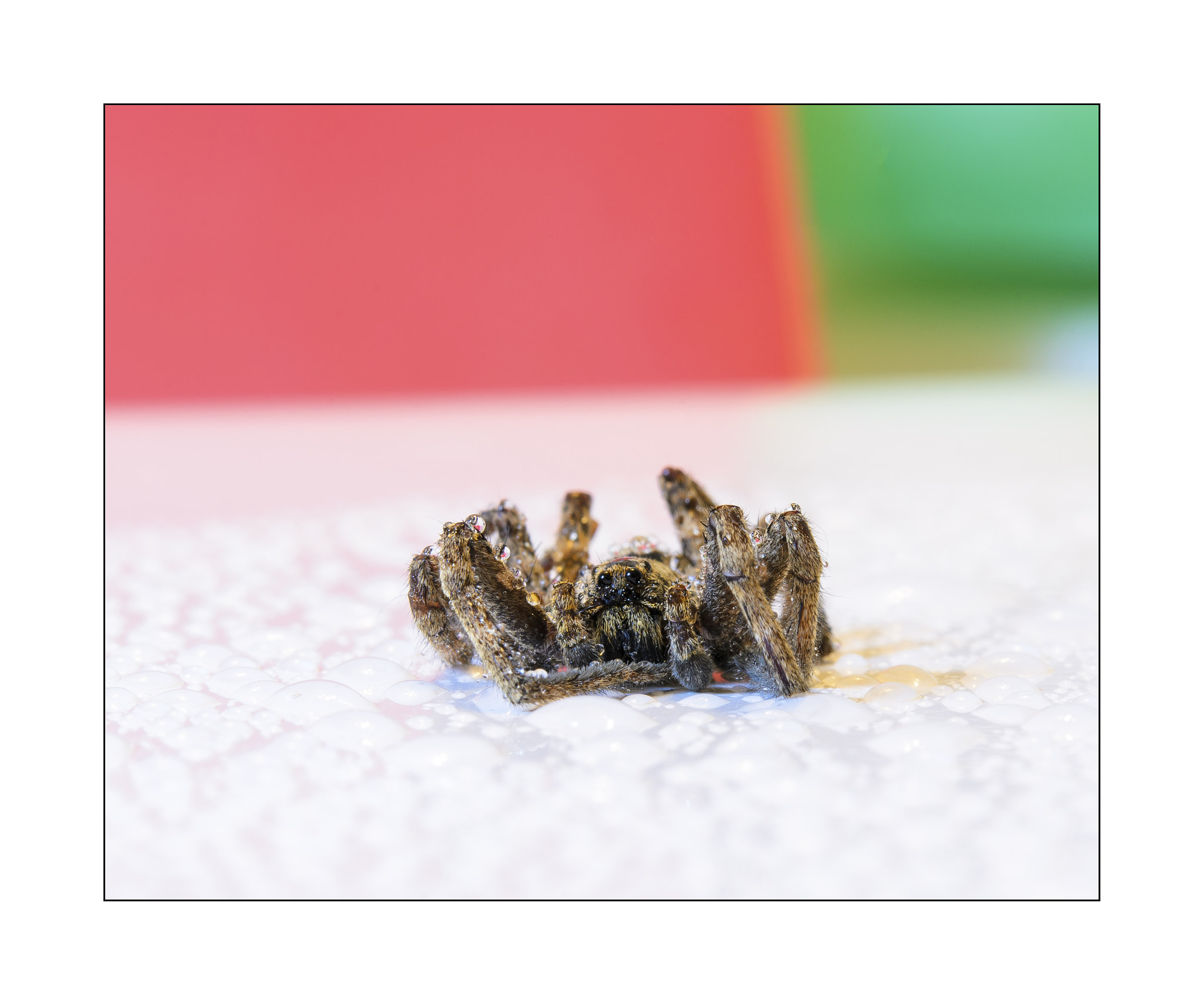 Nikon AF-S Micro-Nikkor 60mm F2.8G ED sample photo. Spider with water drops photography