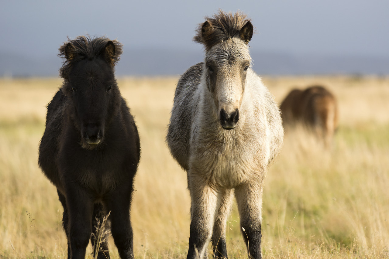 AF-S Zoom-Nikkor 80-200mm f/2.8D IF-ED sample photo. Iceland photography