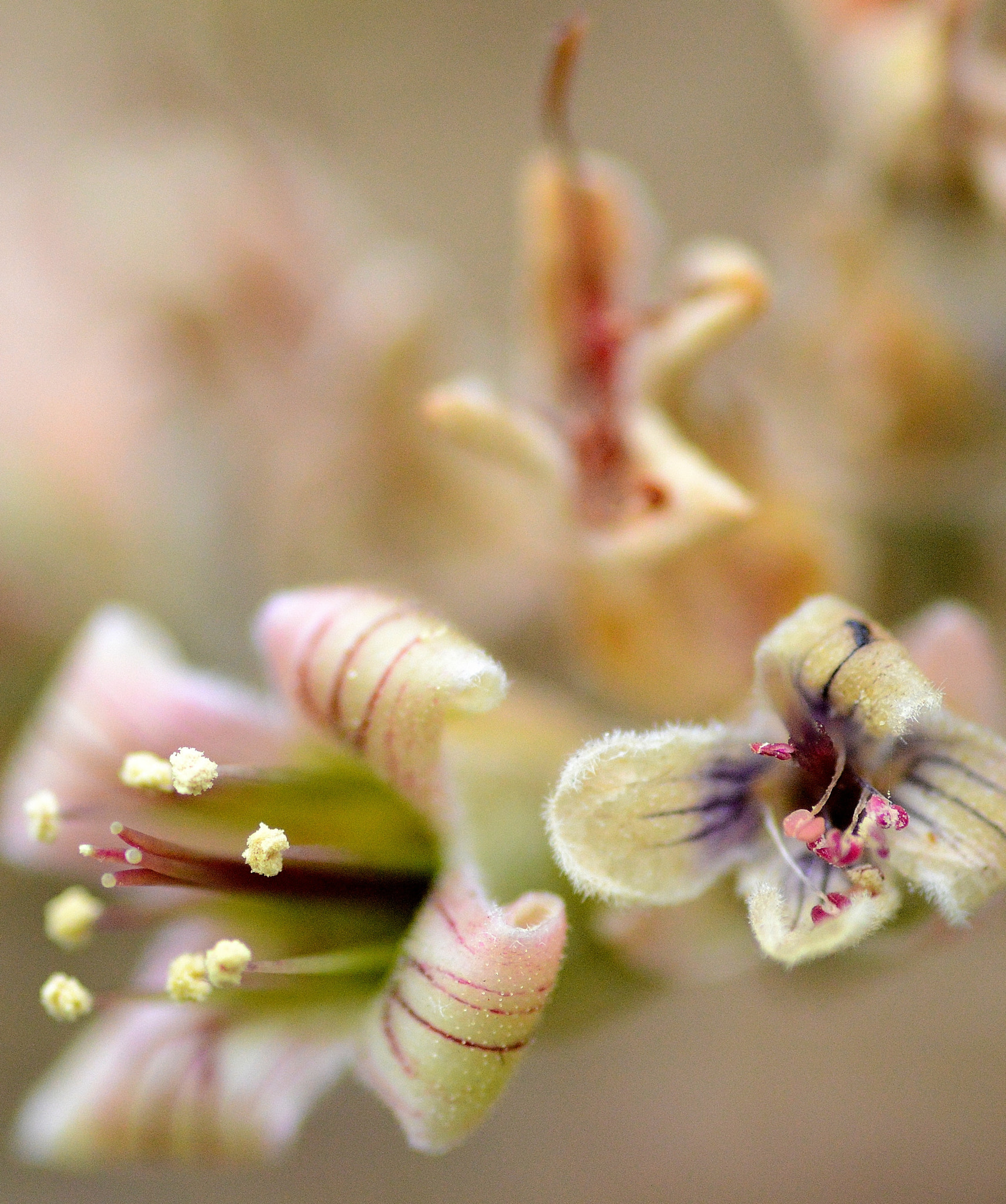 Nikon D3200 sample photo. Floral photography