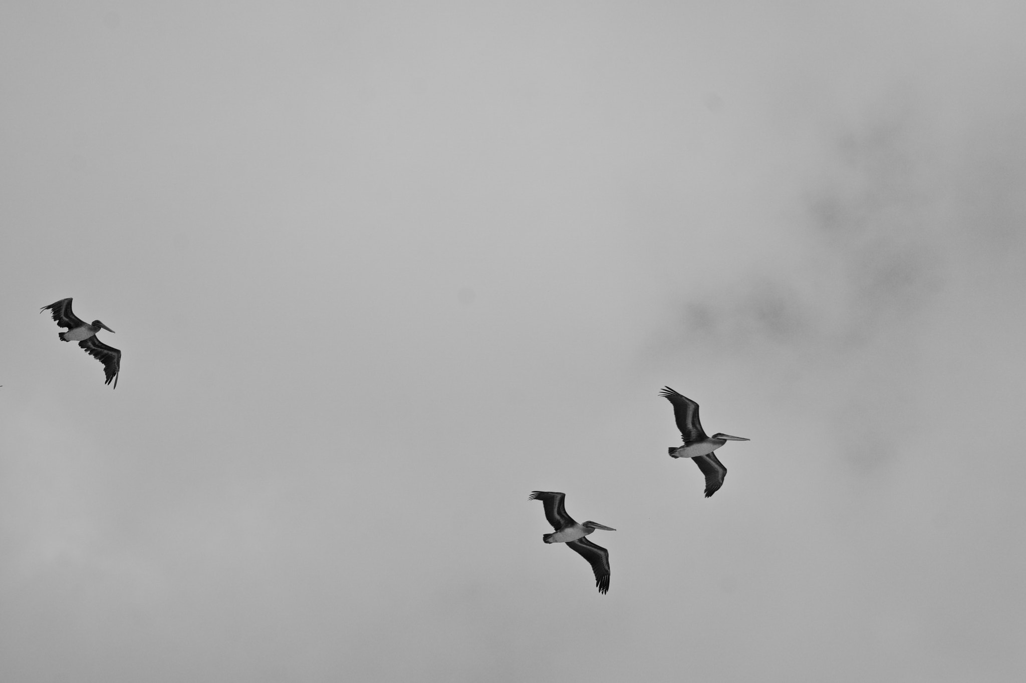 Sony a6000 + Sony Vario-Tessar T* E 16-70mm F4 ZA OSS sample photo. Watching the pelicans photography
