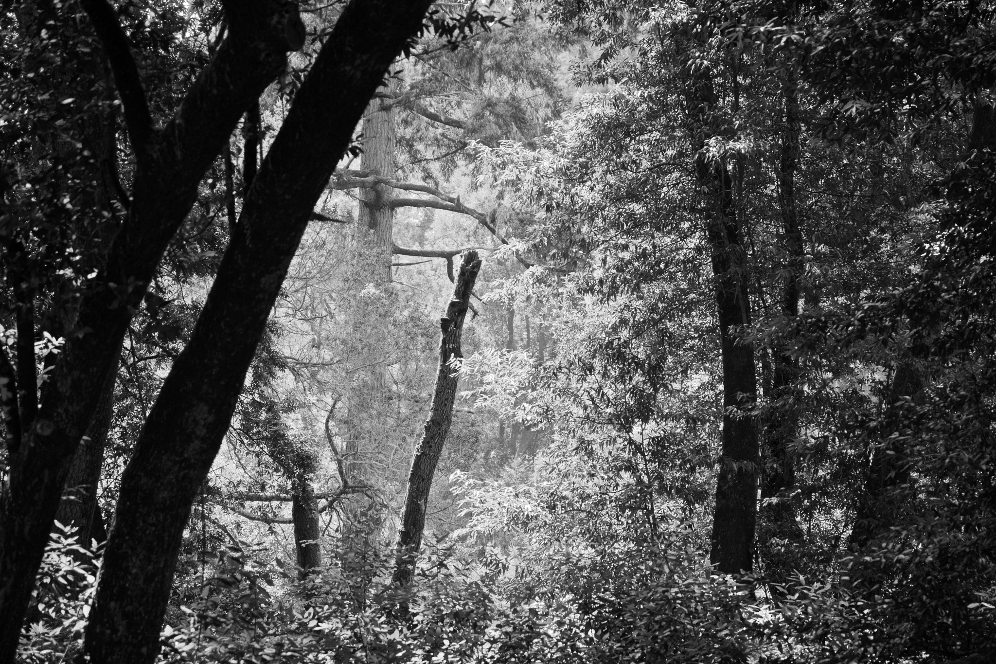 Sony a6000 + Sony Vario-Tessar T* E 16-70mm F4 ZA OSS sample photo. Point reyes woods photography