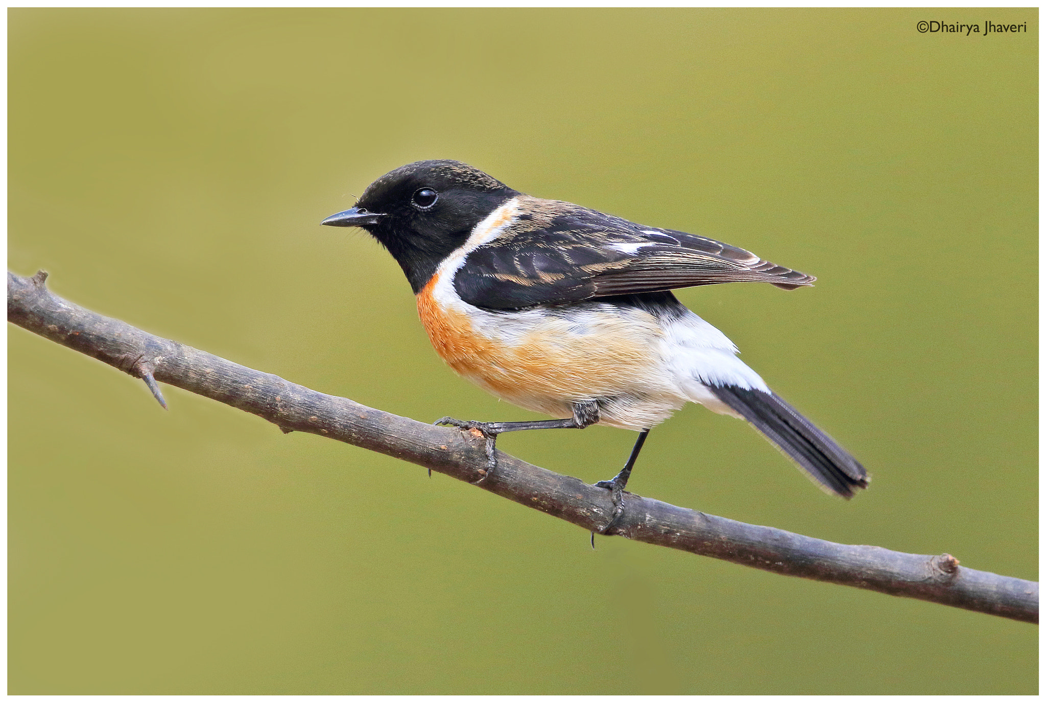 Canon EF 500mm F4L IS II USM sample photo. Siberian stonechat photography