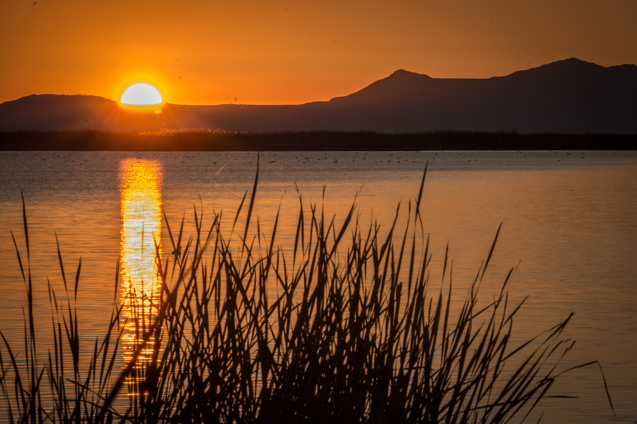 Sigma 150-600mm F5-6.3 DG OS HSM | S sample photo. Farmington bay sunset photography