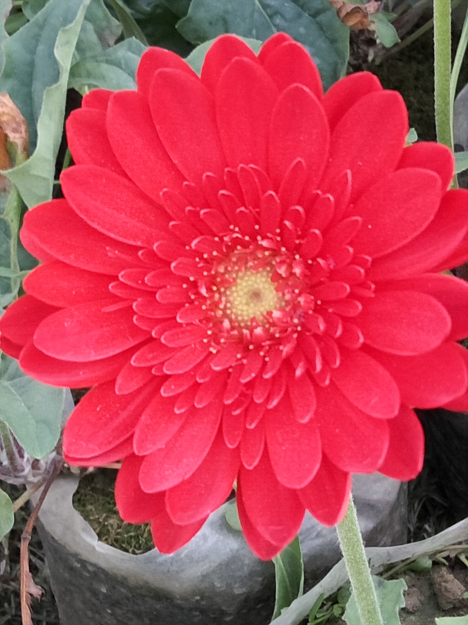 GIONEE F103 Pro sample photo