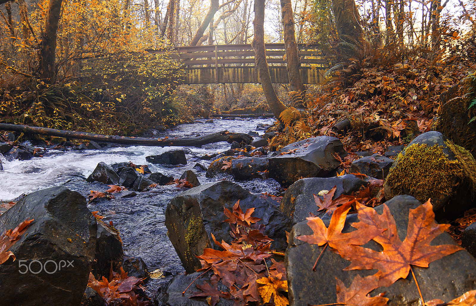 Sony SLT-A77 sample photo. Creek and old wooden bridge photography