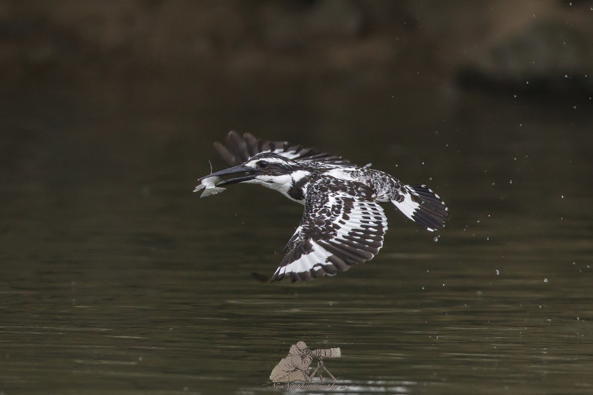 Canon EF 600mm f/4L IS sample photo. Filtered photography
