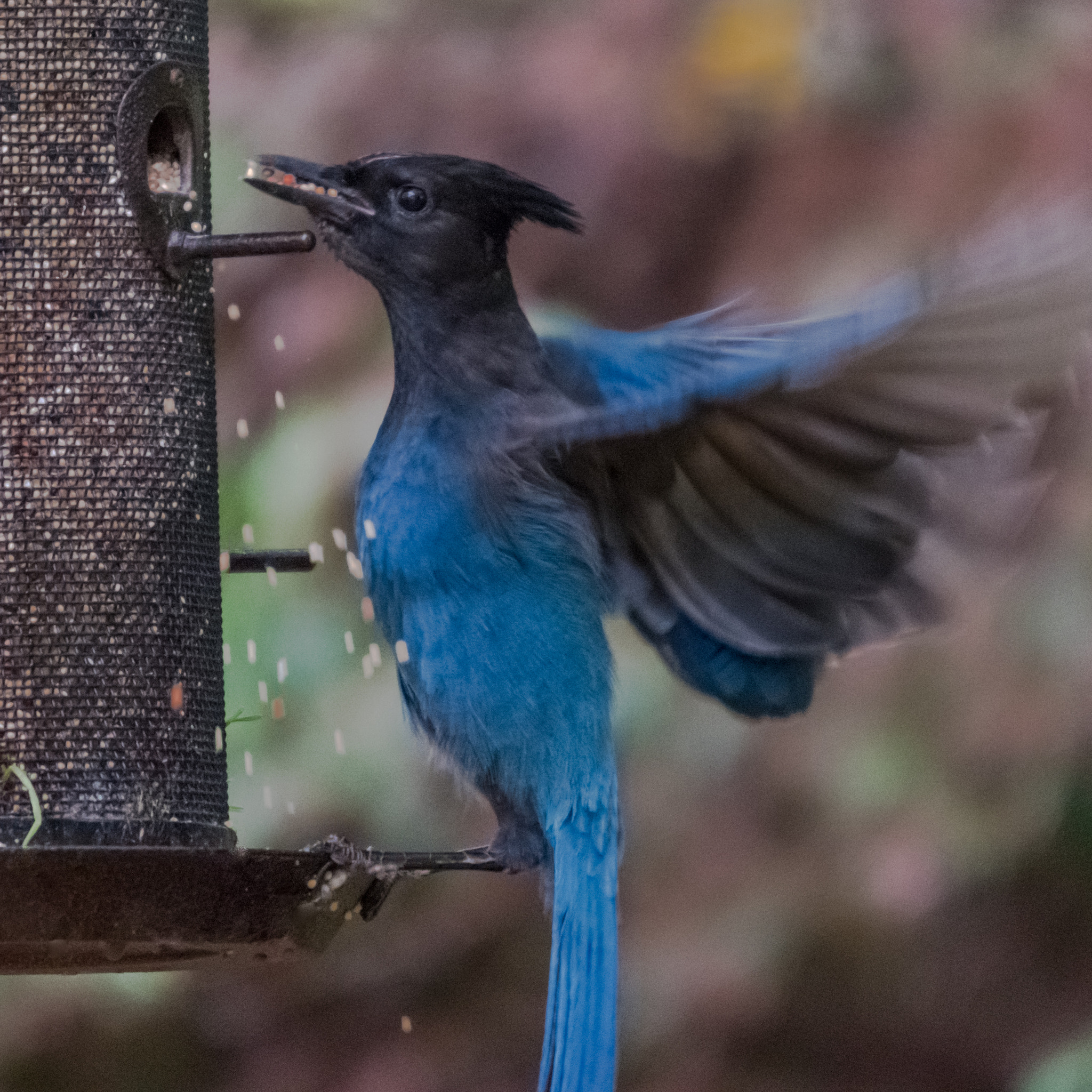 Sigma 120-400mm F4.5-5.6 DG OS HSM sample photo. Stellers jay photography